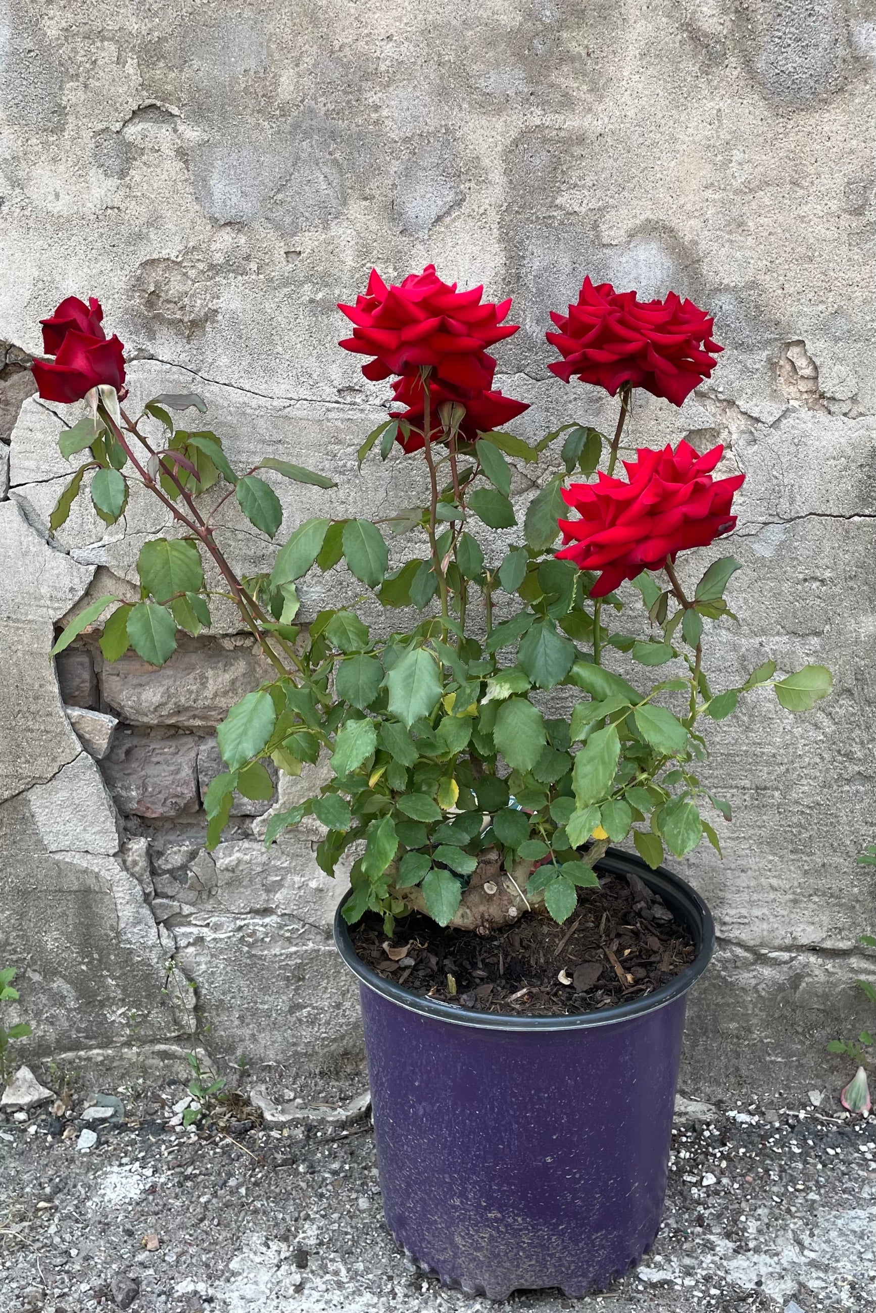 Rosa 'Olympiad' in a #3 growers pot in full bloom with huge pure red flowers in front of a concrete wall mid to late May ©Sprout Home