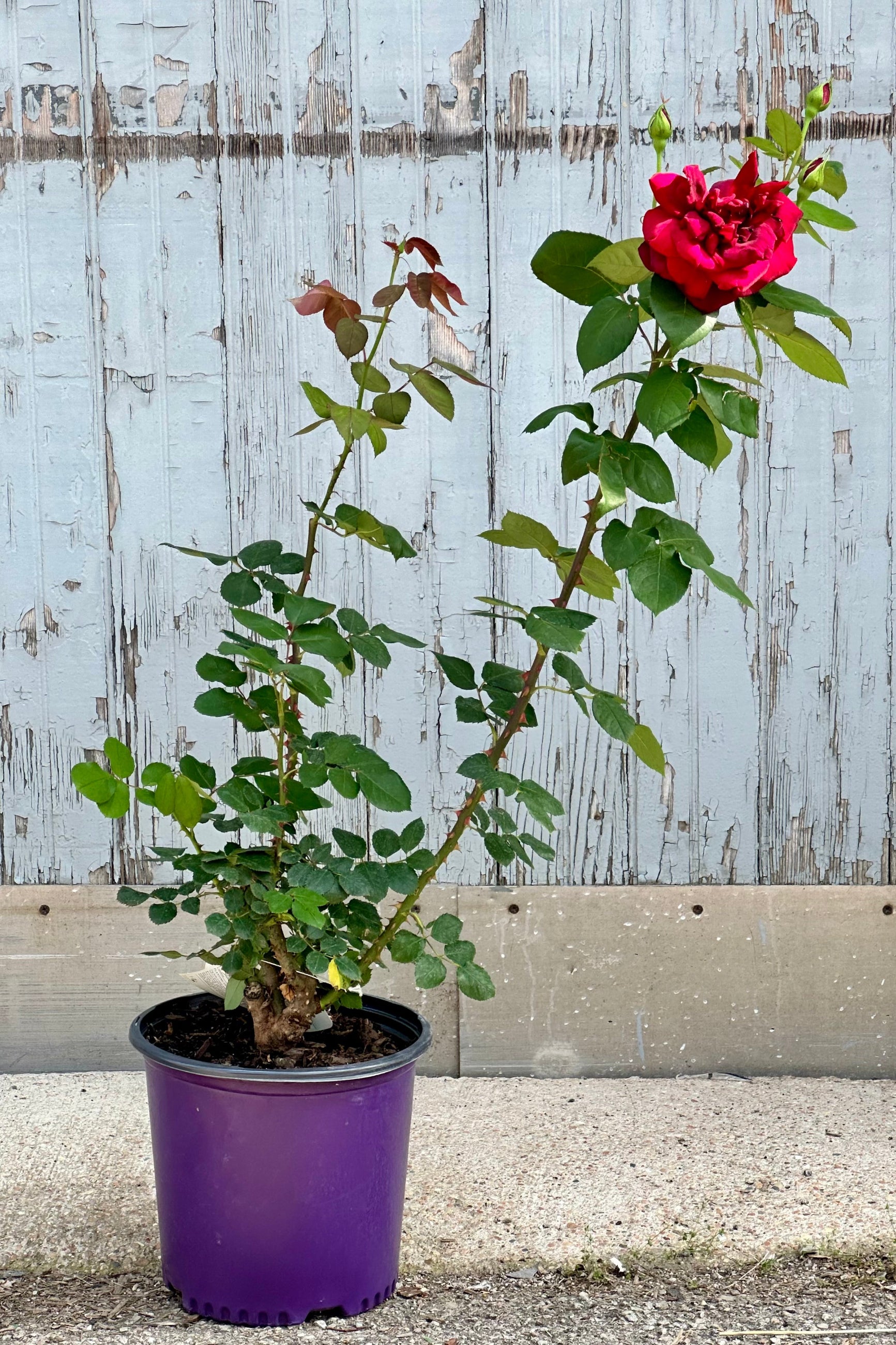 The Rosa 'Okalhoma' in bloom with its red roses Mid may in a #3 growers pot in front of a wood wall.  ©Sprout Home