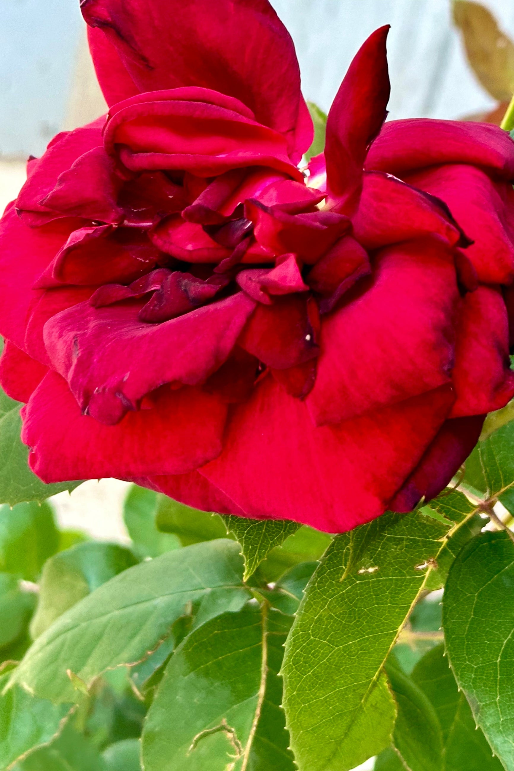Rosa 'Oklahoma' open red rose bloom mid May at Sprout-home. ©Sprout Home