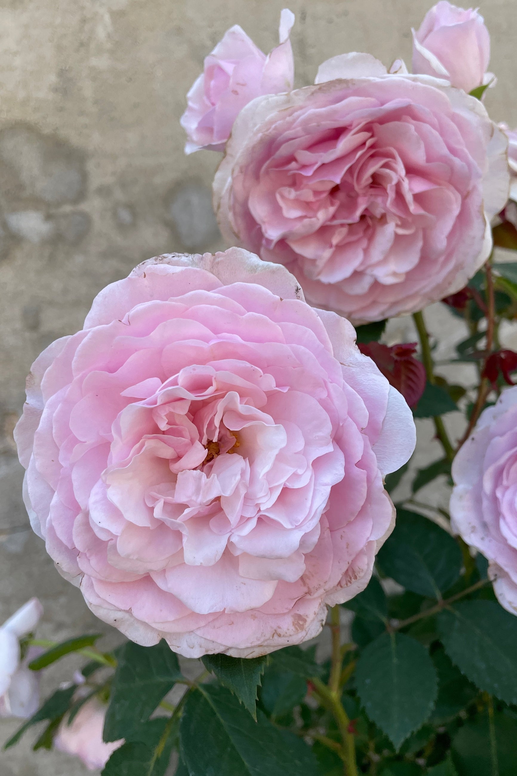 Massive flowers in shades of light pink of the 'Olivia Rose Austin' at Sprout-home the middle of May ©Sprout Home