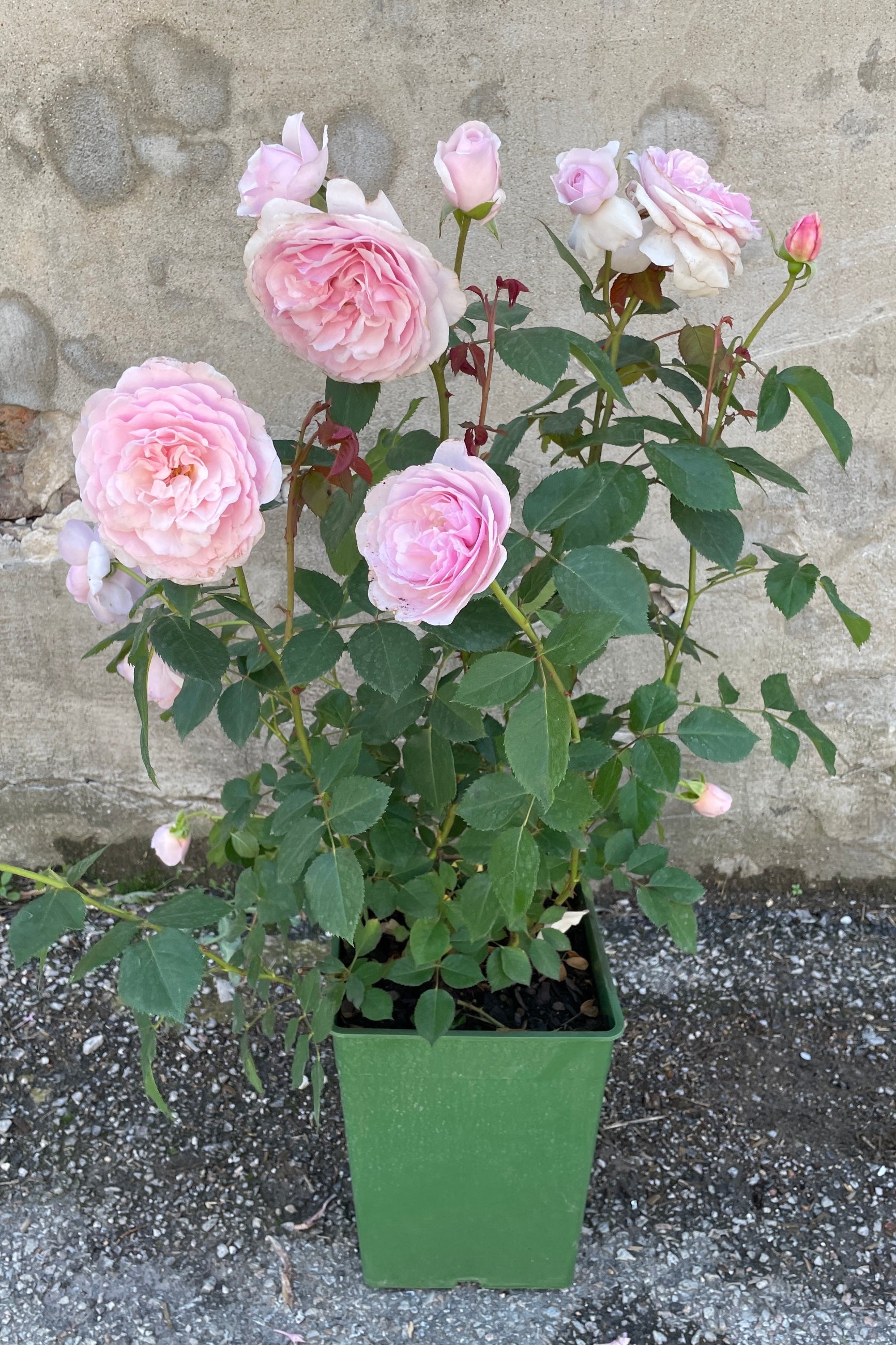 Rosa 'Olivia Rose Austin' in full bloom with huge light pink flowers mid May in a #3 growers pot.  ©Sprout Home
