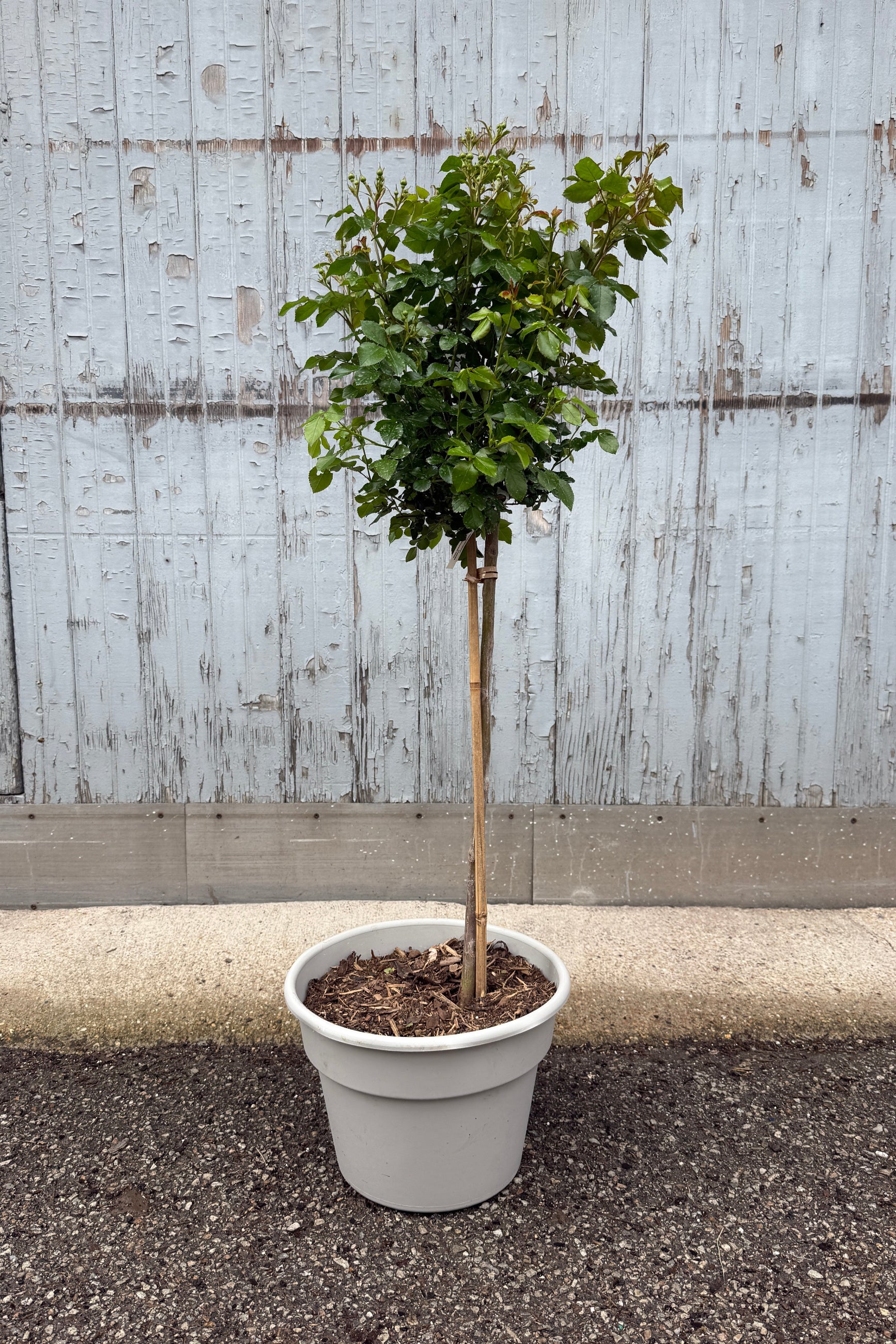 Rosa 'Peach Drift' standard tree the middle/end of April @ Sprout-home