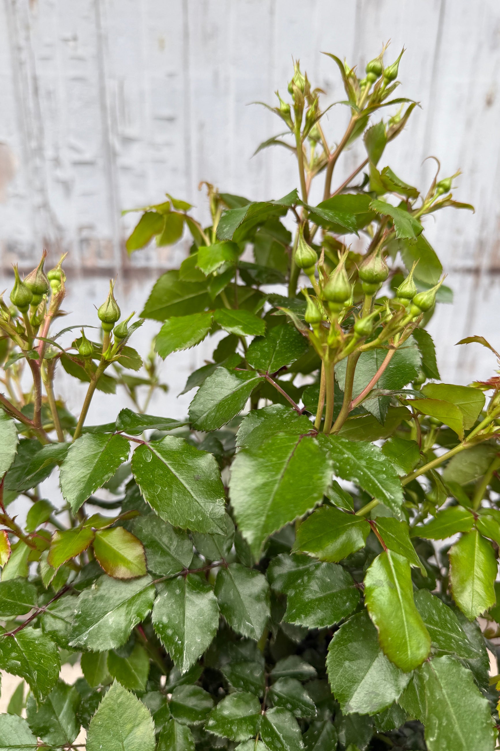 Rosa 'Peach Drift' flower up close just starting to bud/bloom the middle/end of April @ Sprout-home