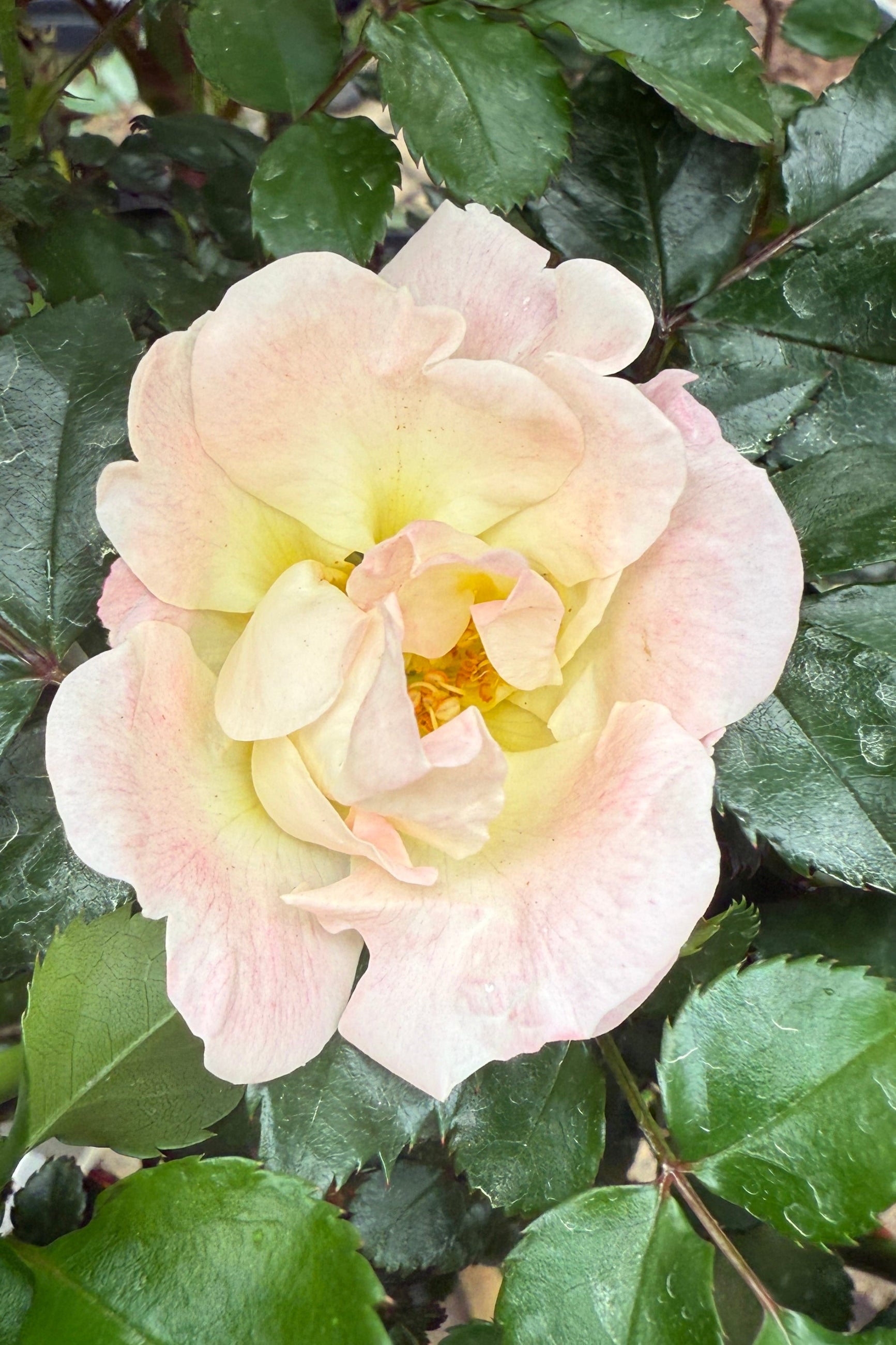 Rosa 'Peach Drift' flower up close just starting to bloom the middle/end of April @ Sprout-home