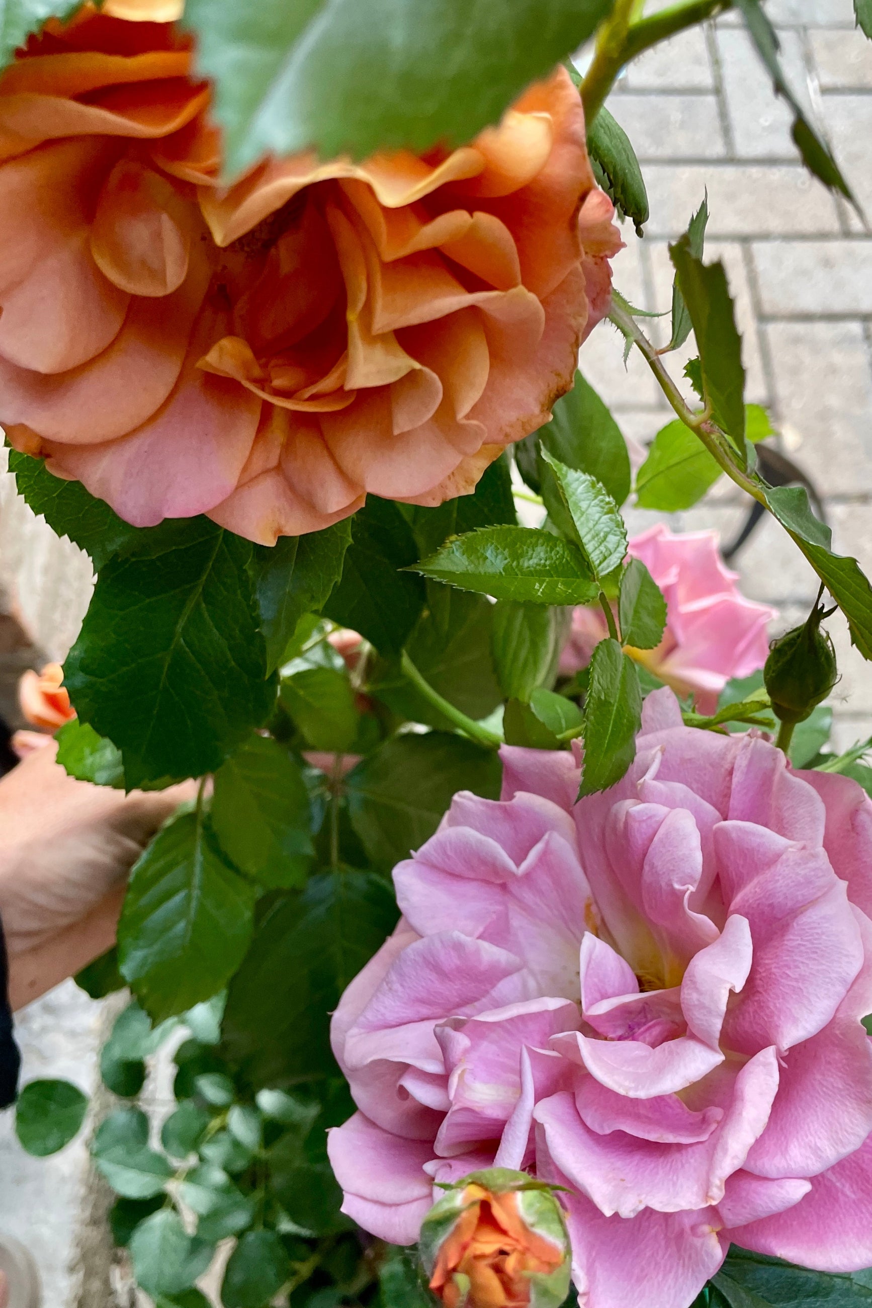 Rosa 'Pumpkin Patch' showing the orange to mauve colored open blooms up close mid May at Sprout-home.  ©Sprout Home