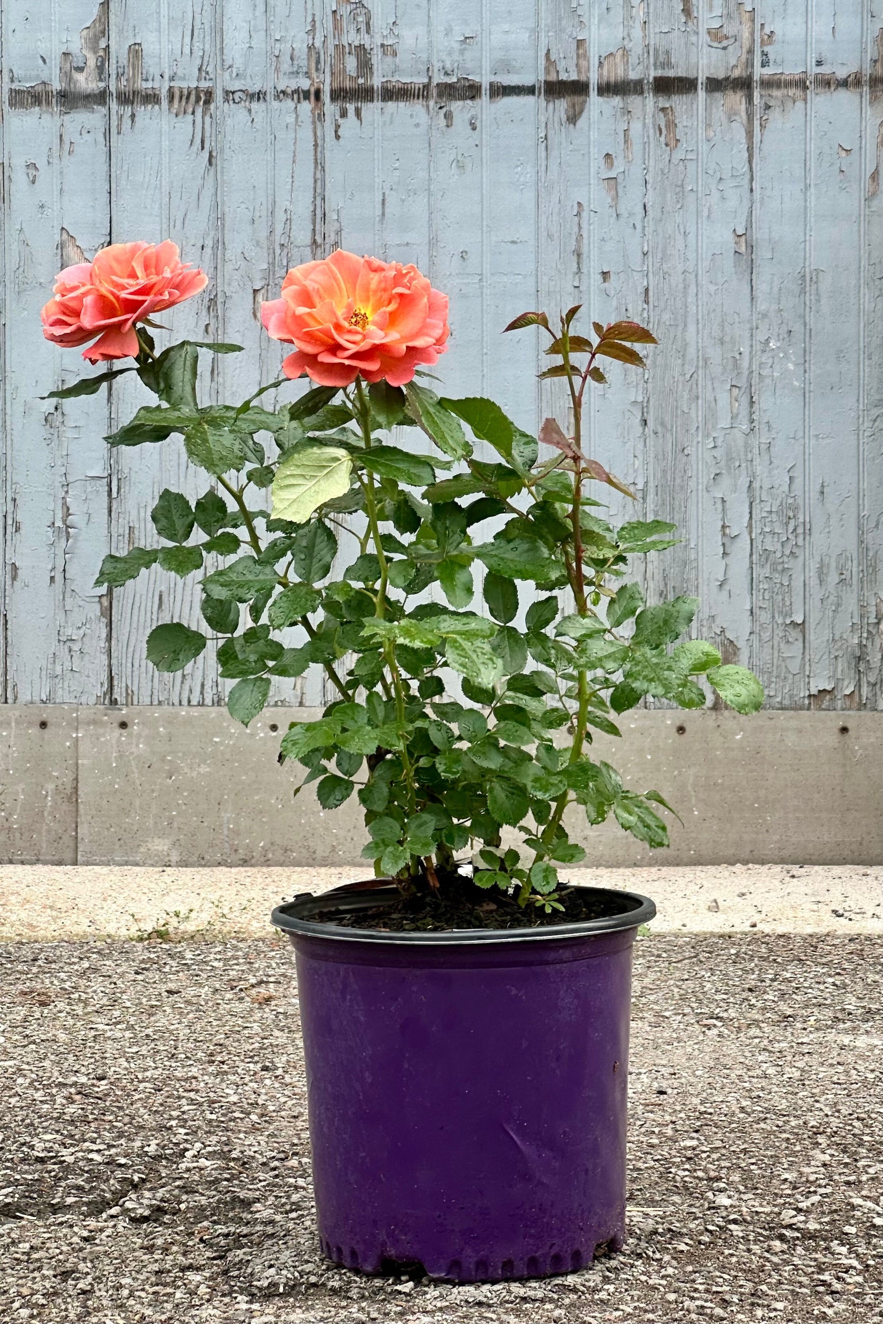 Rosa ' Pumpkin Patch' rose blooming mid May in a #3 growers pot at Sprout-home ©Sprout Home
