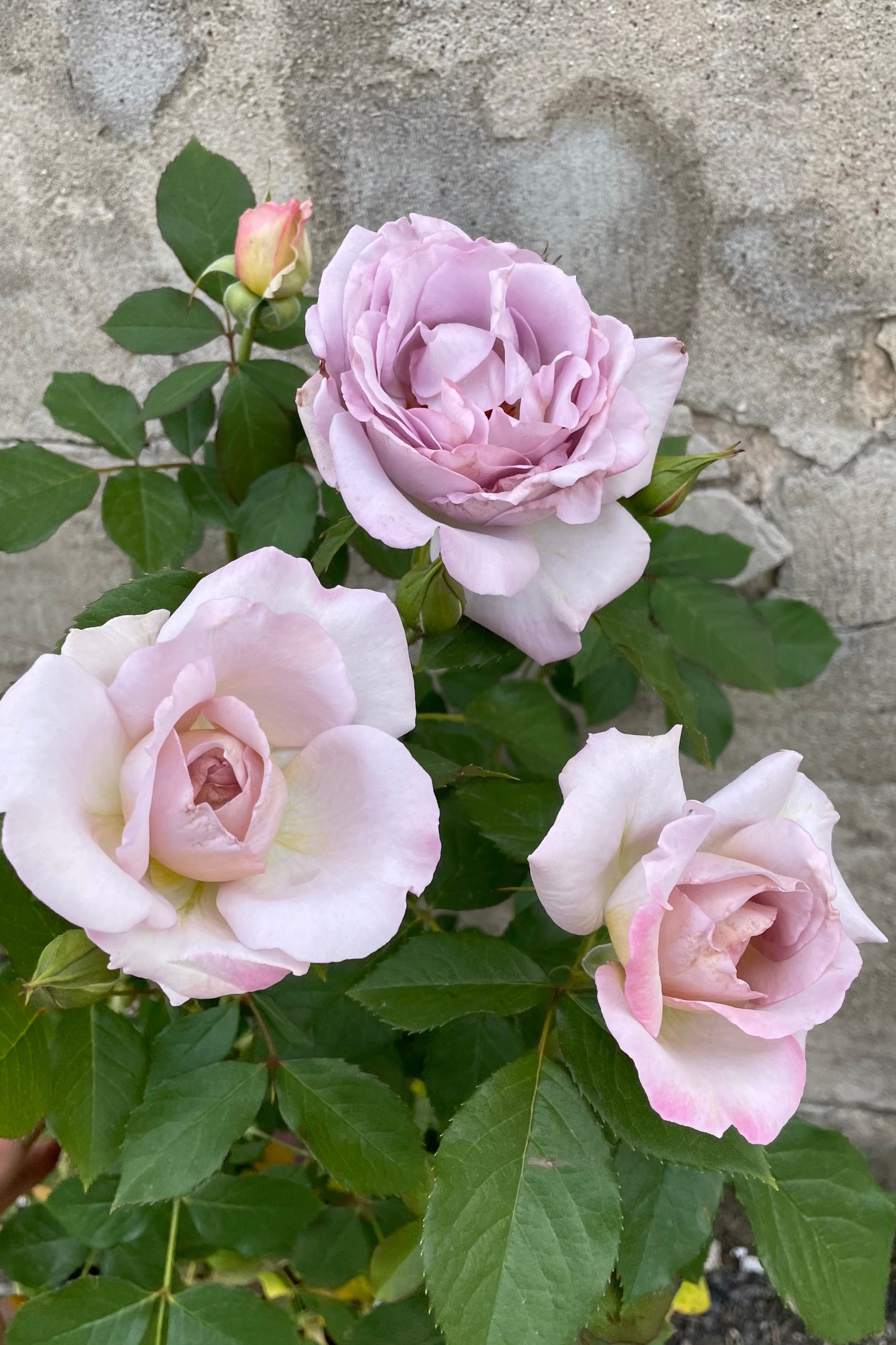 The light silver purple flowers of the Rosa 'Silver Lining' rose middle of May ©Sprout Home