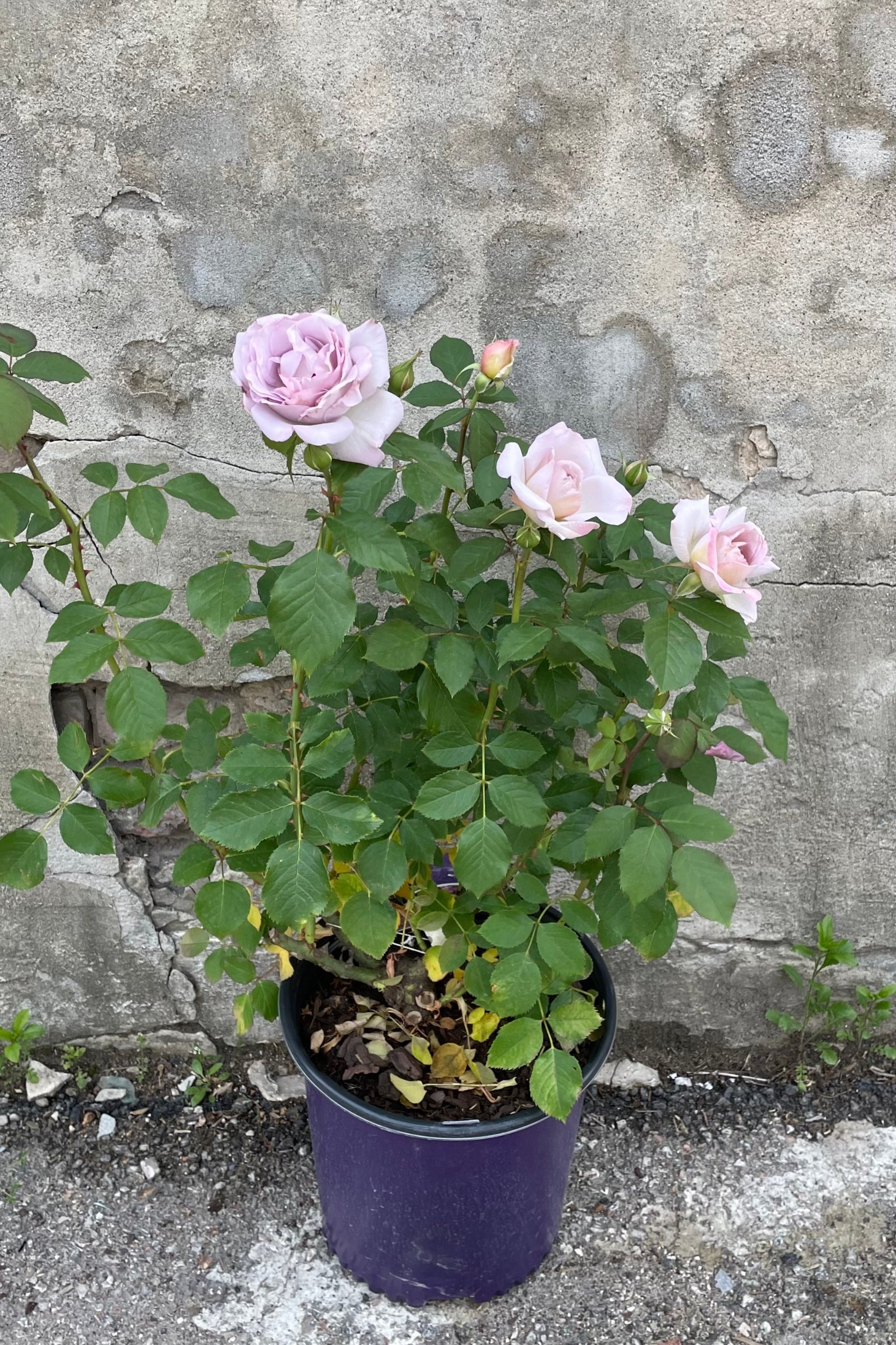 Rosa 'Silver Lining' in a #3 growers pot the middle of May showing the first light purple silver roses open in front of a concrete wall.  ©Sprout Home