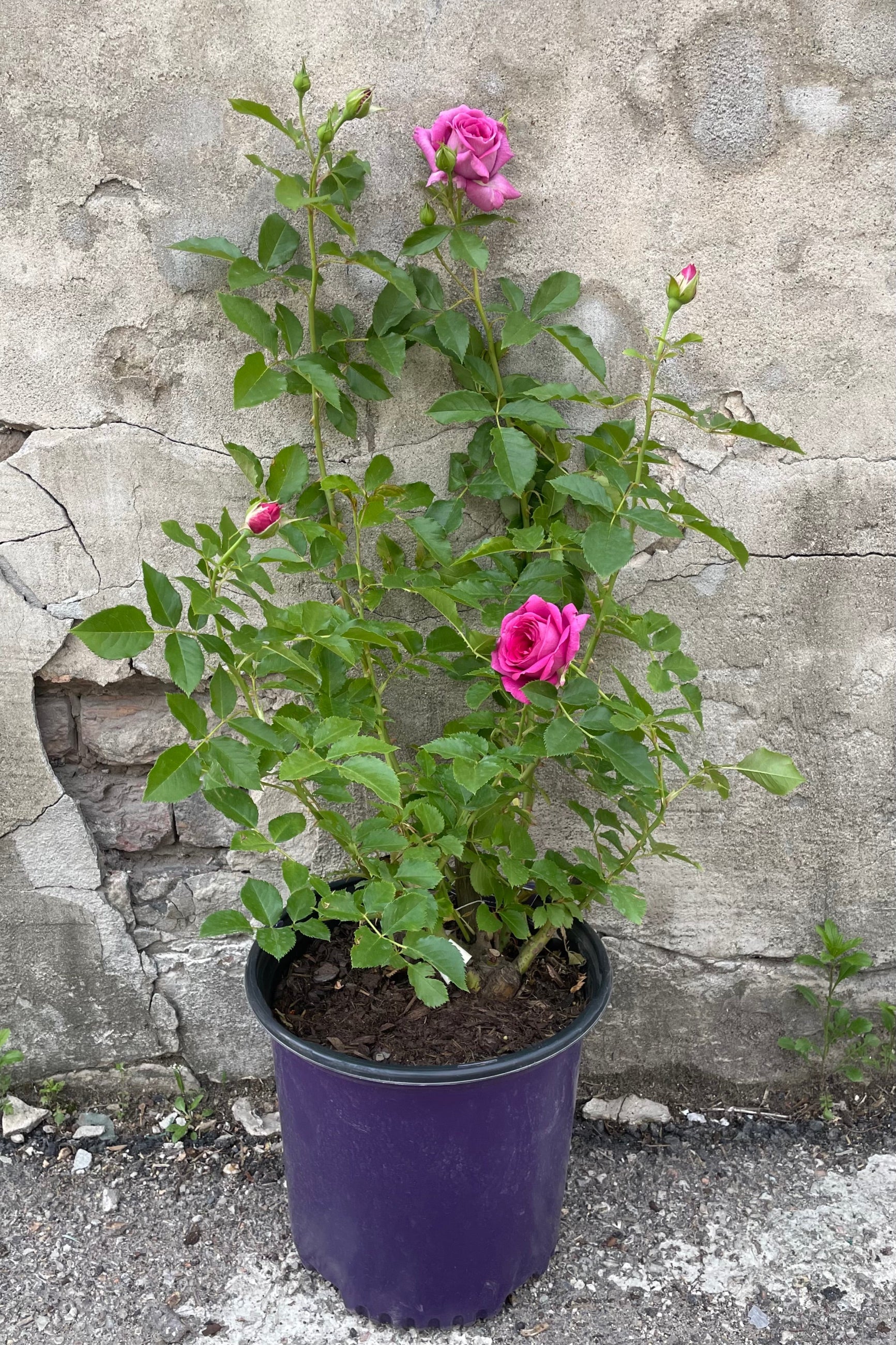 Rosa 'Sweet Madame Blue' in a #3 growers pot the middle of May starting its bloom cycle with its bright purple blue flowers against a gray wall.  ©Sprout Home