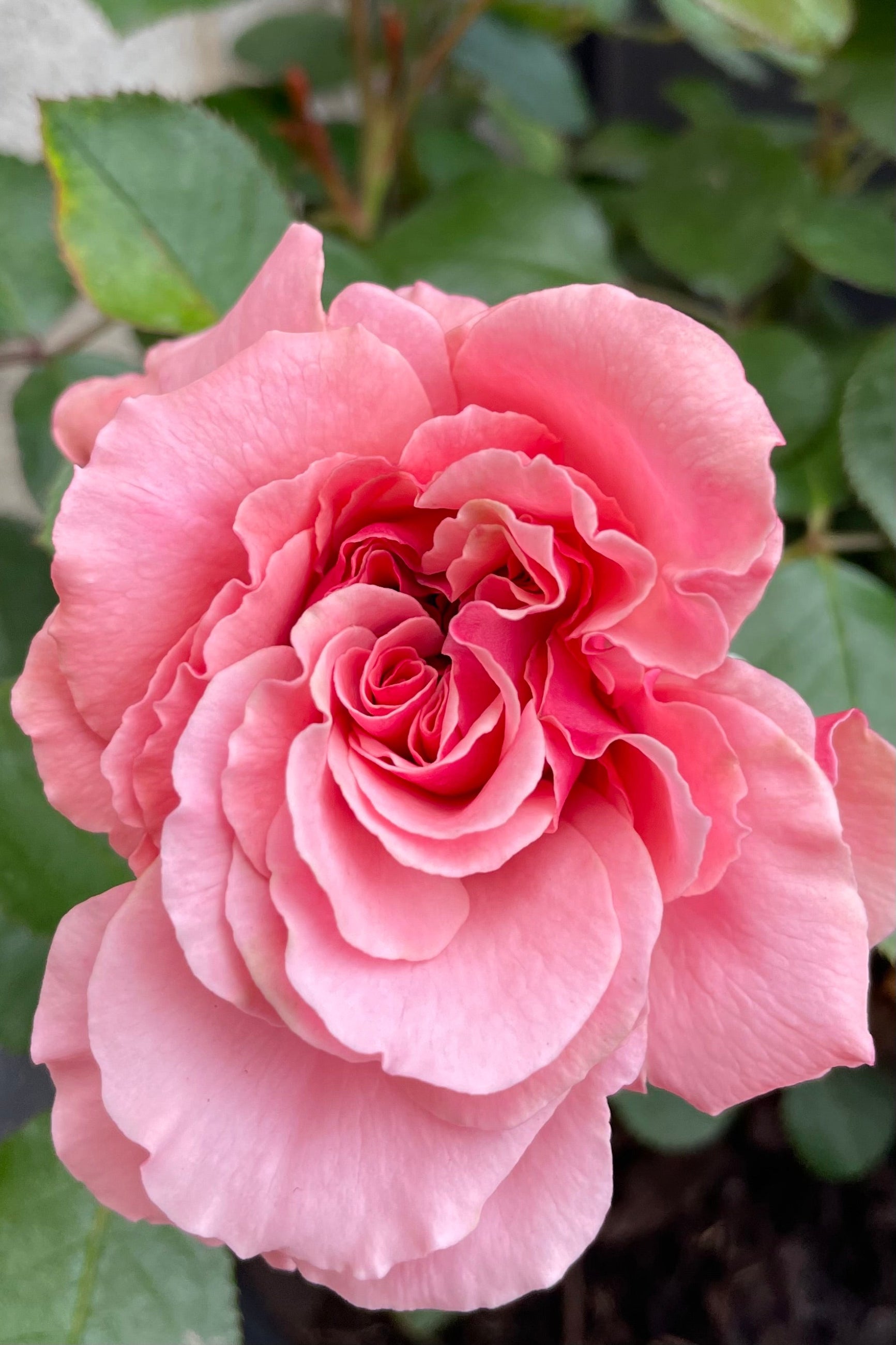 One of the first pink flowers the beginning of May  on the Rosa 'Sexy Rexy' ©Sprout Home