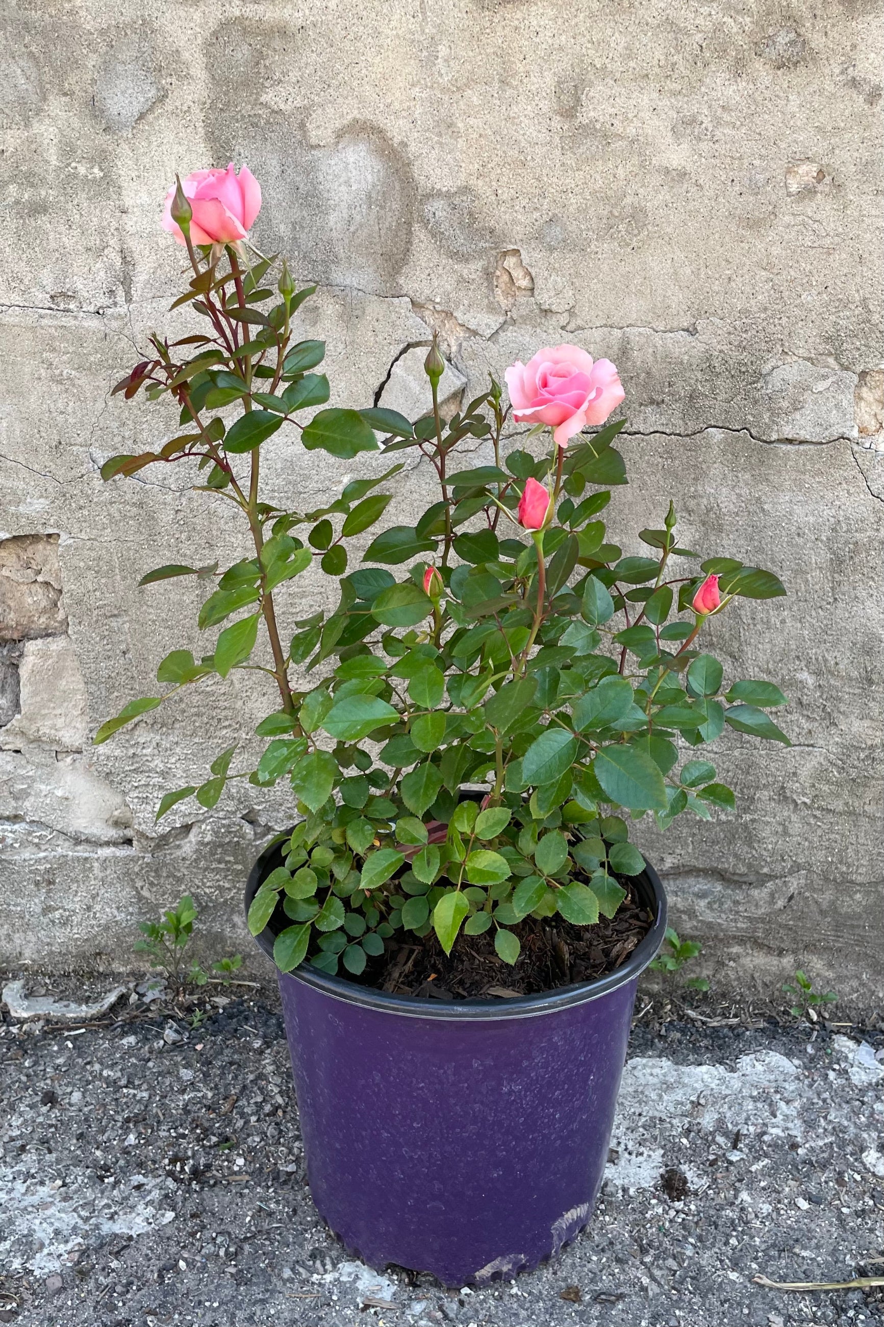 Rosa 'Sexy Rexy' in a #3 pot the beginning of May showing the bud and blooms the beginning of the flowering season.  ©Sprout Home