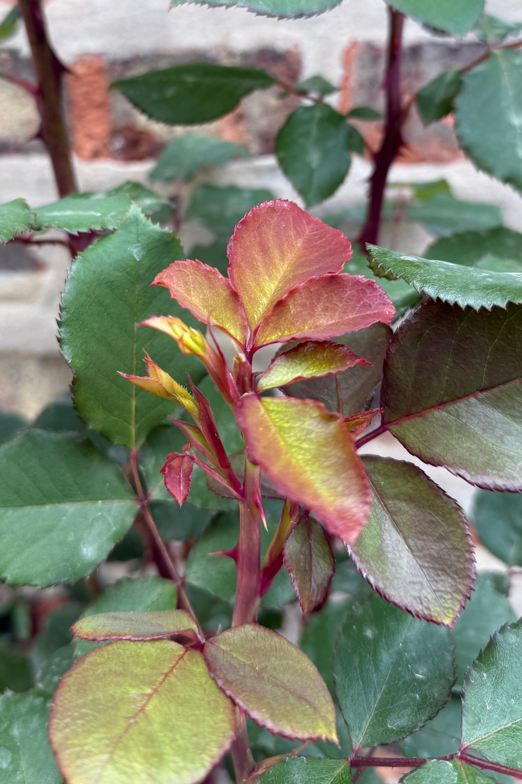 Rosa 'Sedona' leaves with red tinges on the new leaves  the beginning/middle of May ©Sprout Home