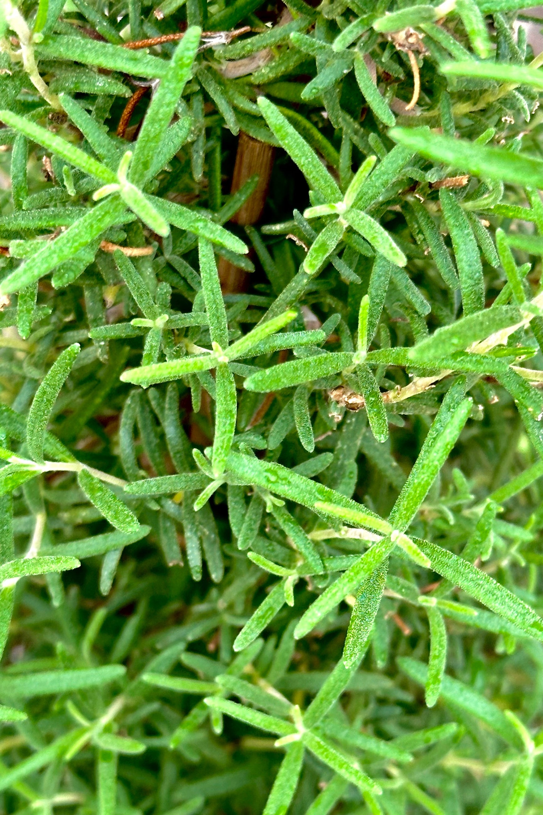 A close up of the evergreen like foliage of a Rosemary plant  ©Sprout Home