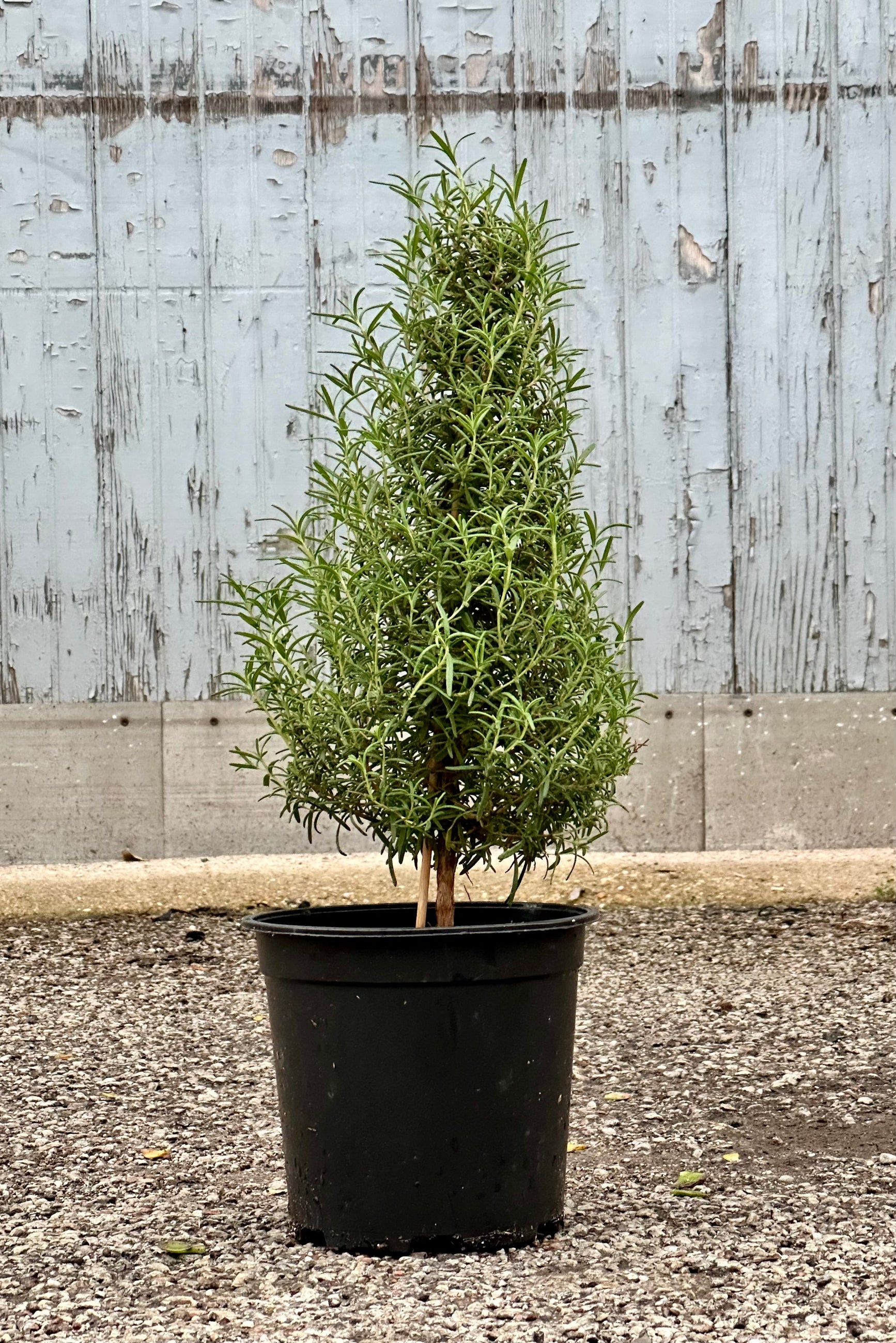 A rosemary tree growing in a 6" growers pot at Sprout-home. ©Sprout Home