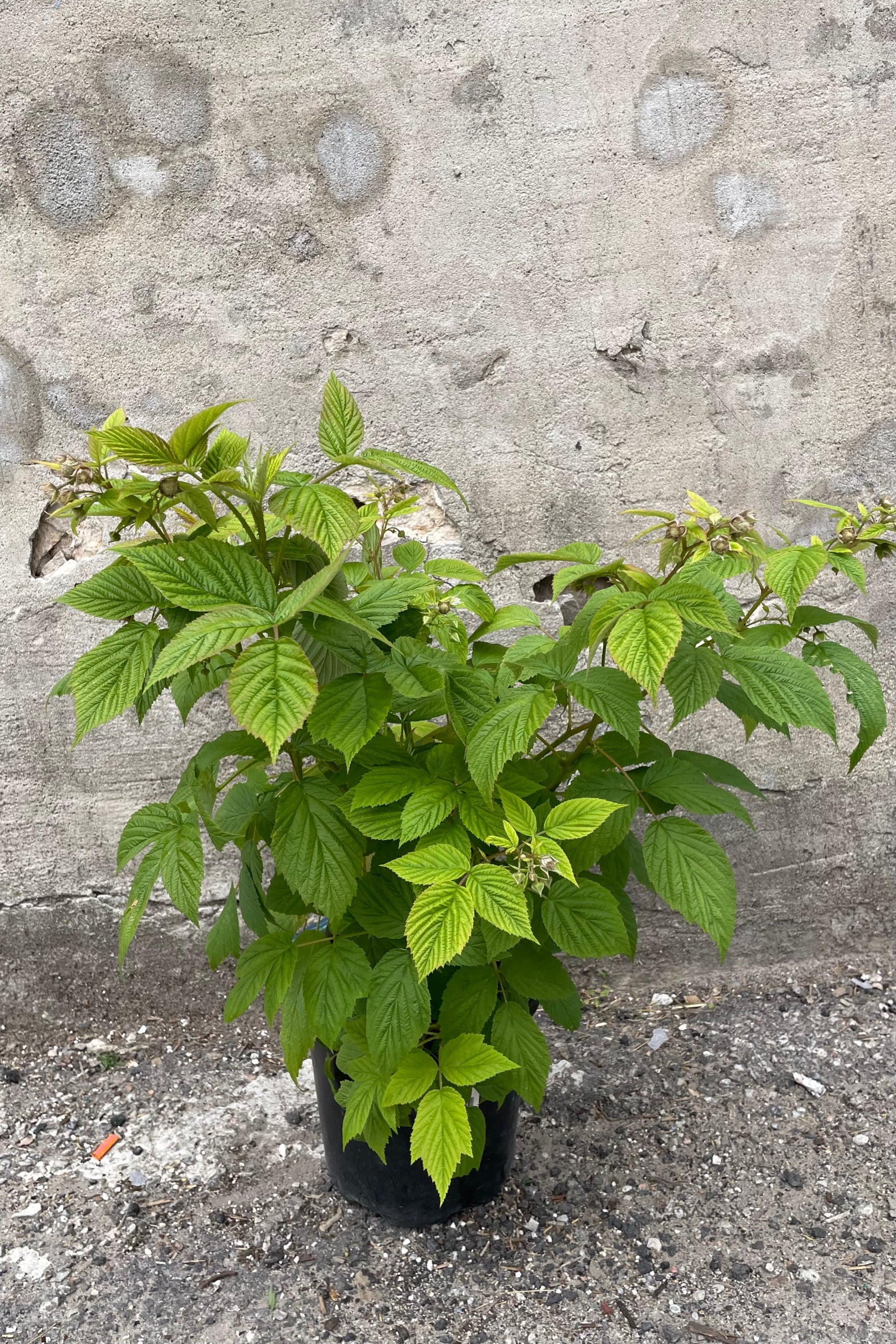 Rubus 'Heritage' raspberry in a #1 growers pot the middle of June just starting to fruit.  ©Sprout Home