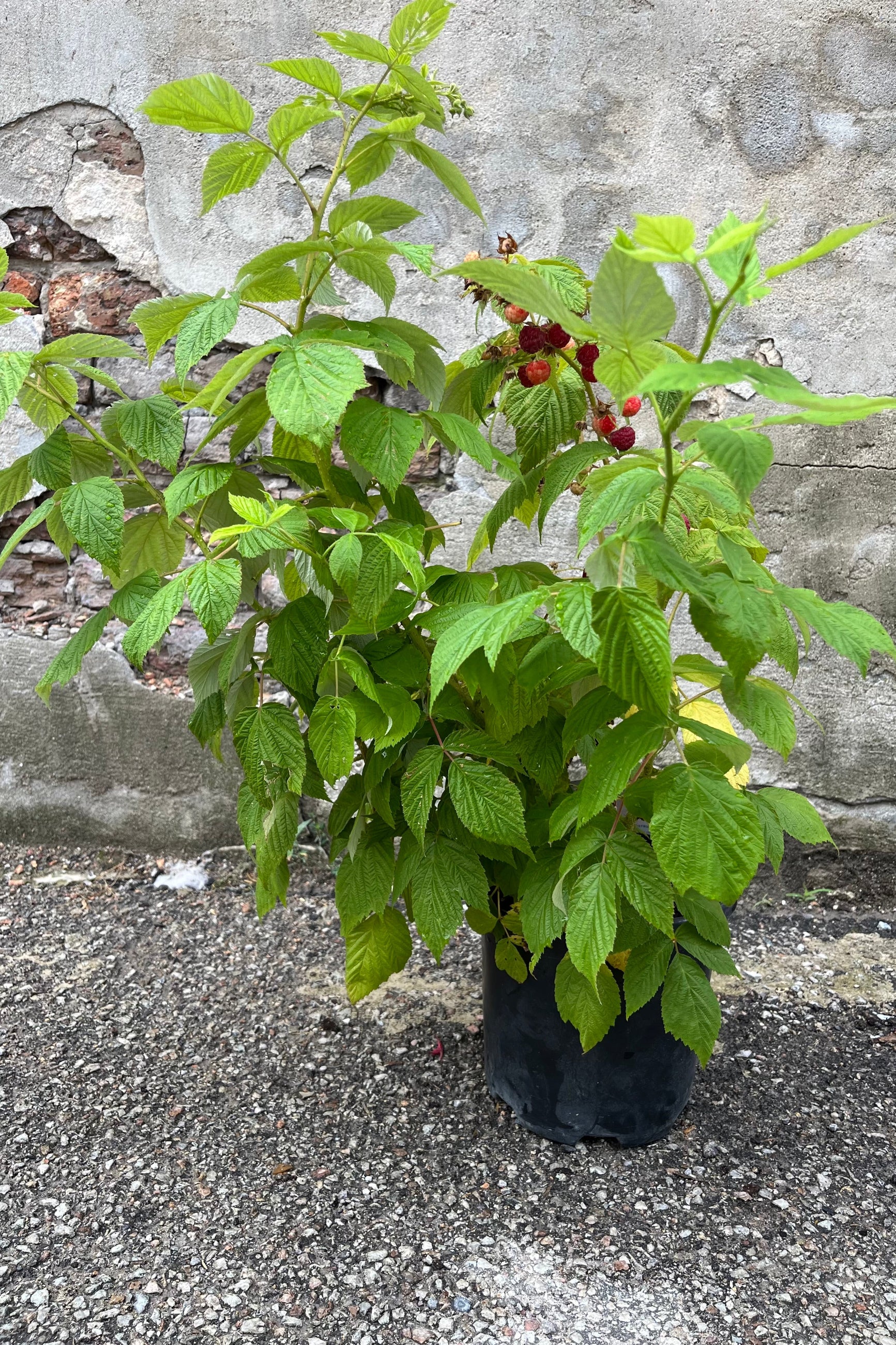 Rubus  'Heritage' Raspberry in a growers pot, midsummer, end of July showing lots of full branches and ripe fruit ©Sprout Home