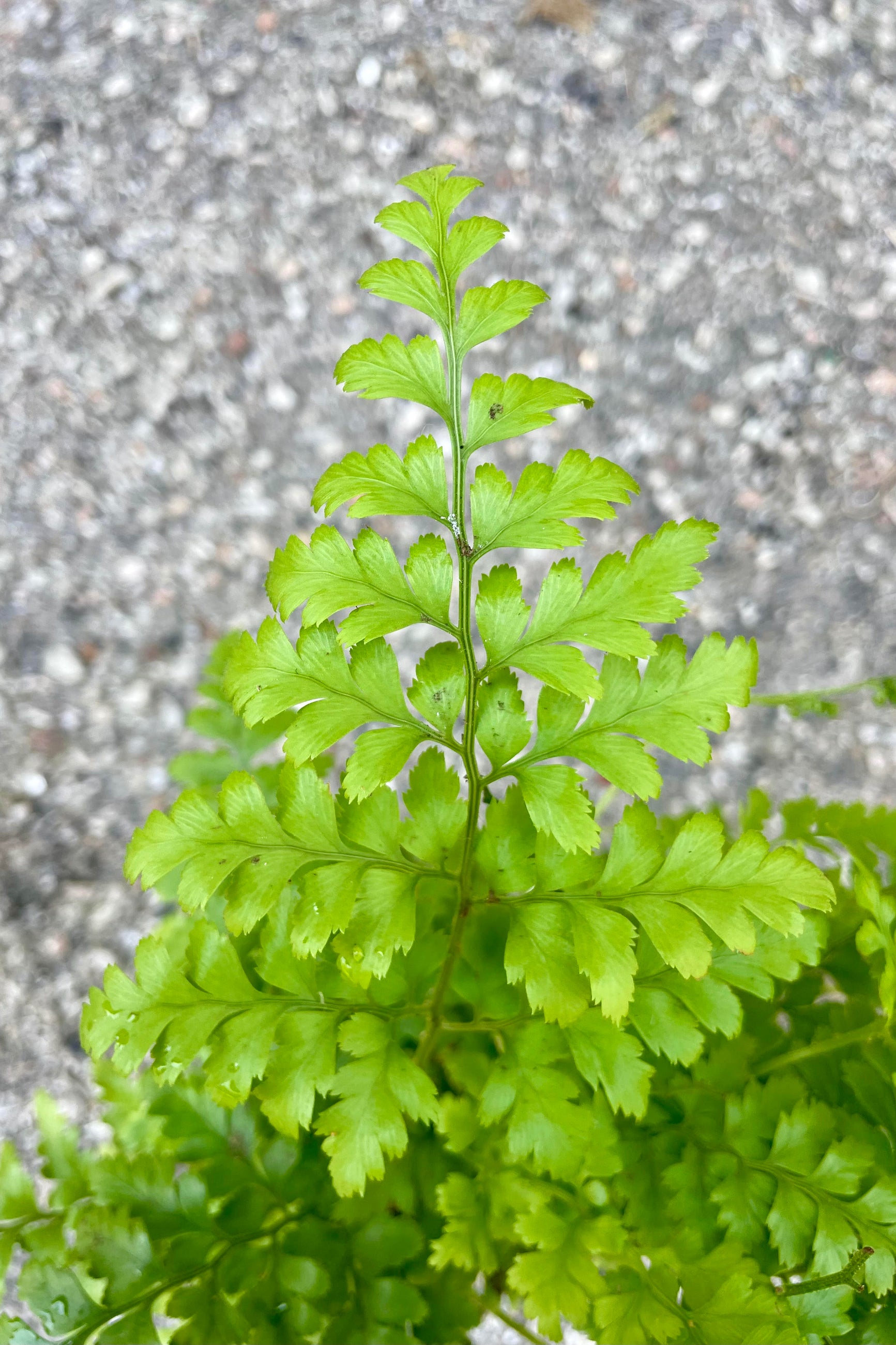 Close photo of the many leaflets of a Rumohra "Leatherleaf" fern. The leaves are shown against a cement background.