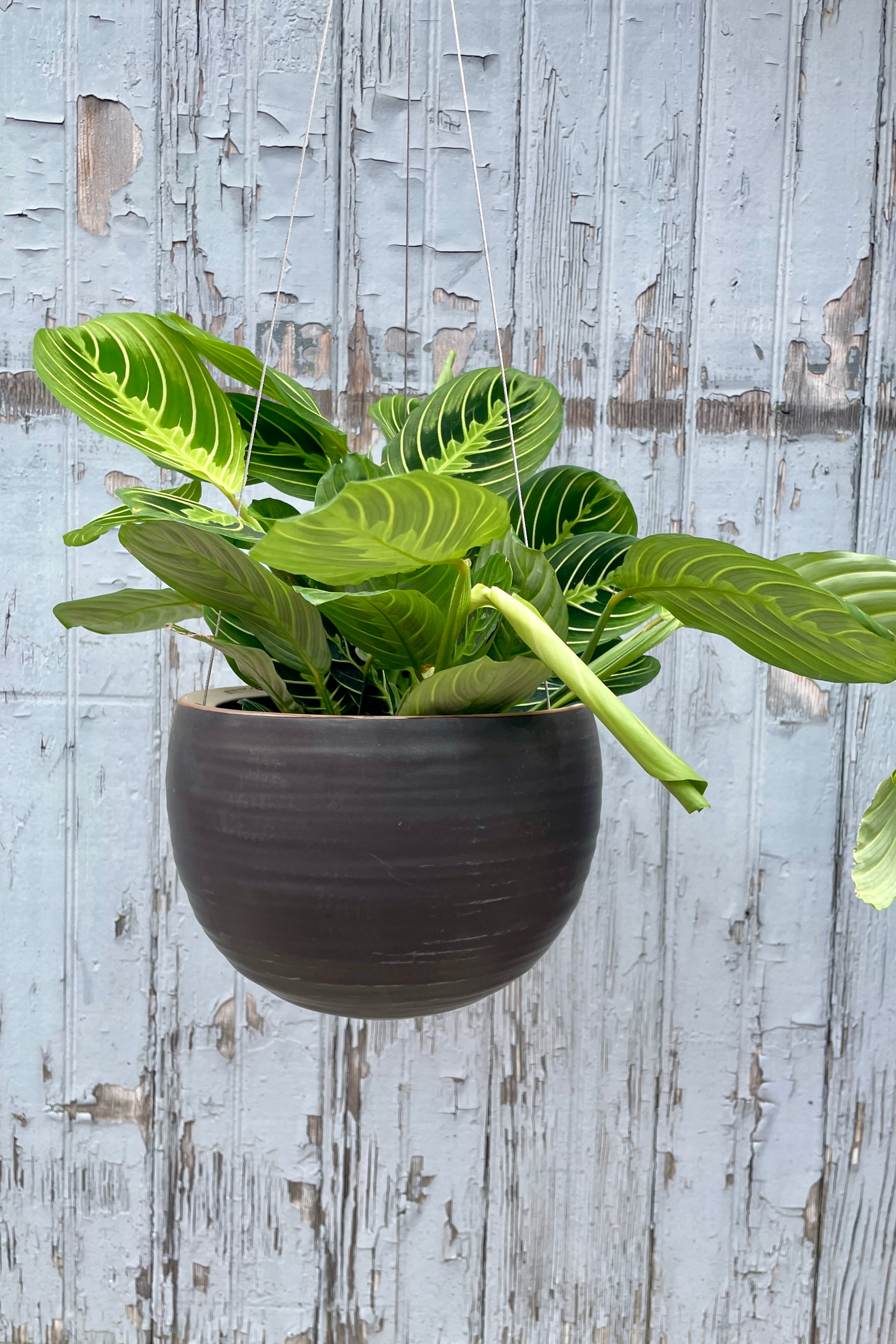 Spherical hanging planter in matte black with a Maranta plant inside at Sprout-home. 
