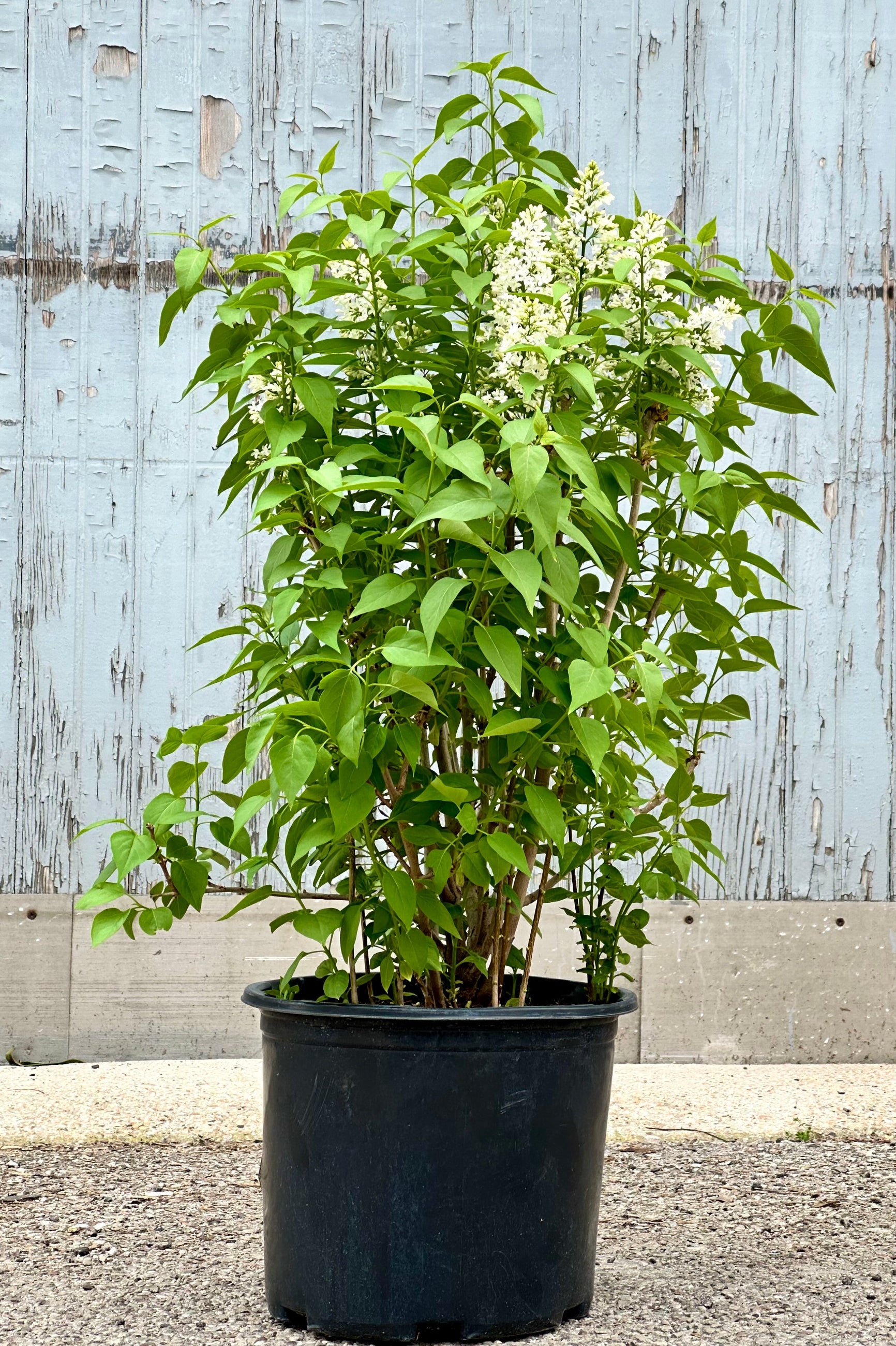 Syringa v. "Common White Lilac" in bloom the end of April in a #3 growers pot.  ©Sprout Home