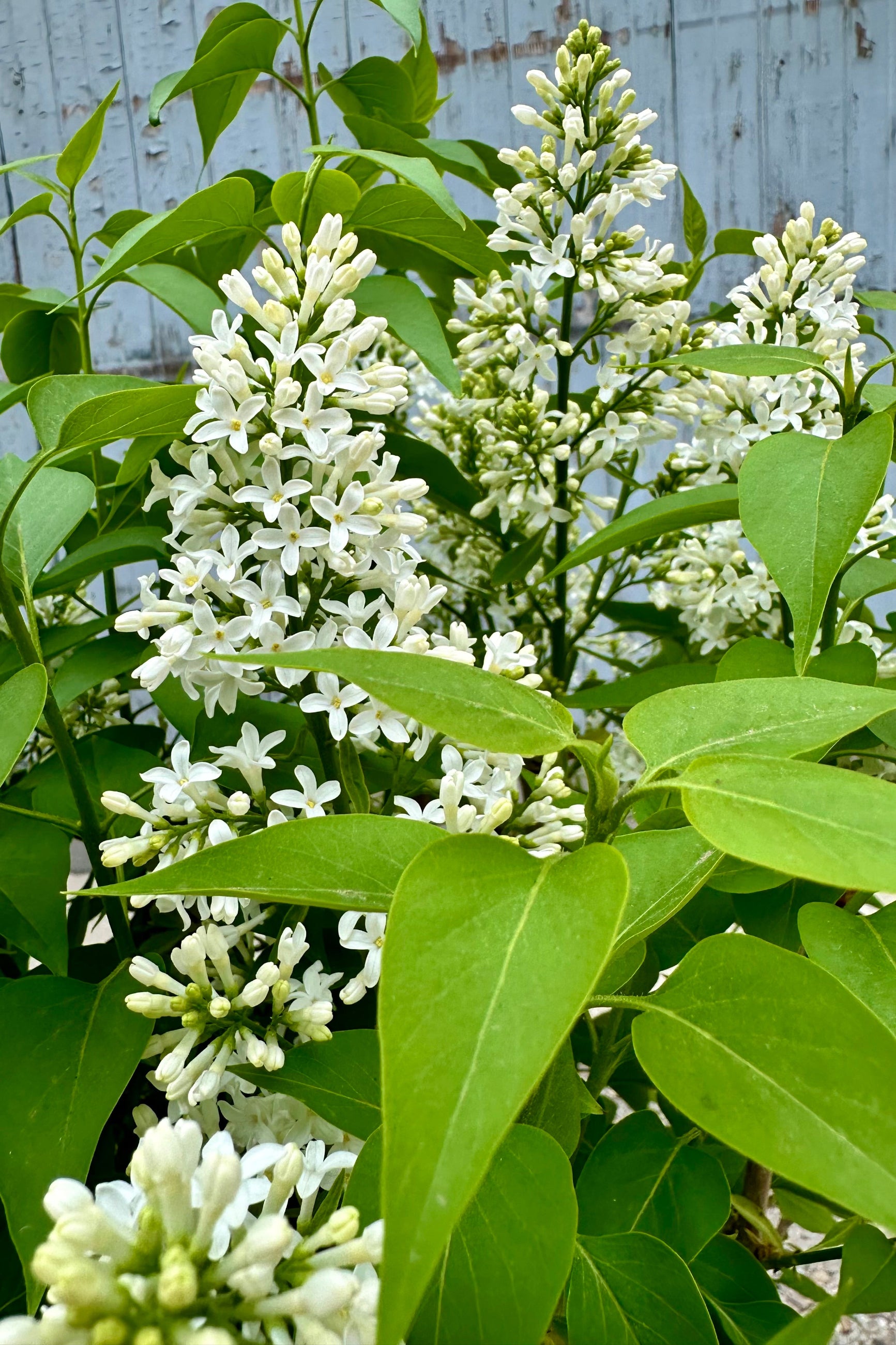 Detail image of the white flowers and green leaves of the Common white lilac the end of April.  ©Sprout Home