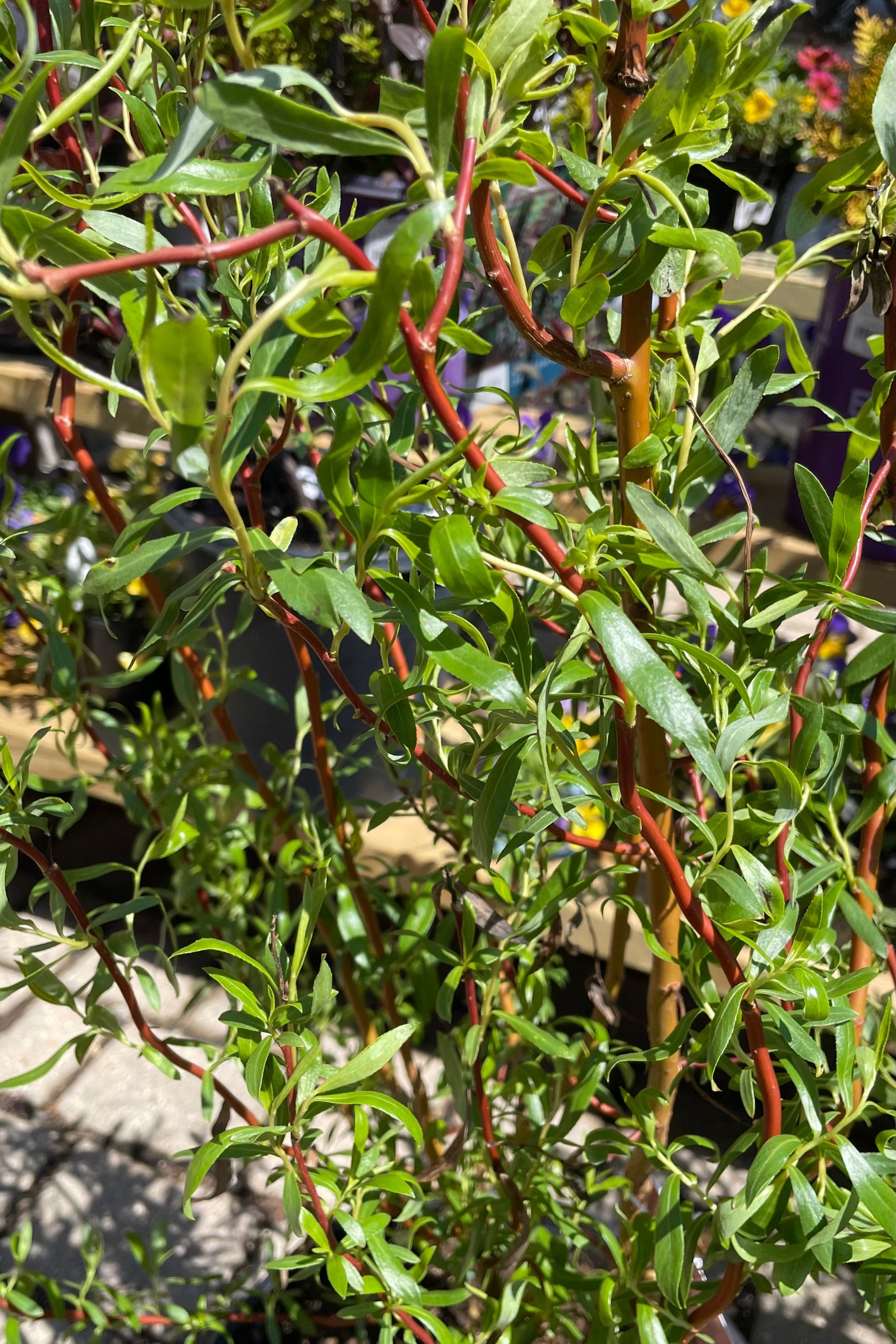 Salix 'Scarlet Curls' detail picture showing the curling dark branches and bright green leaves.  ©Sprout Home 