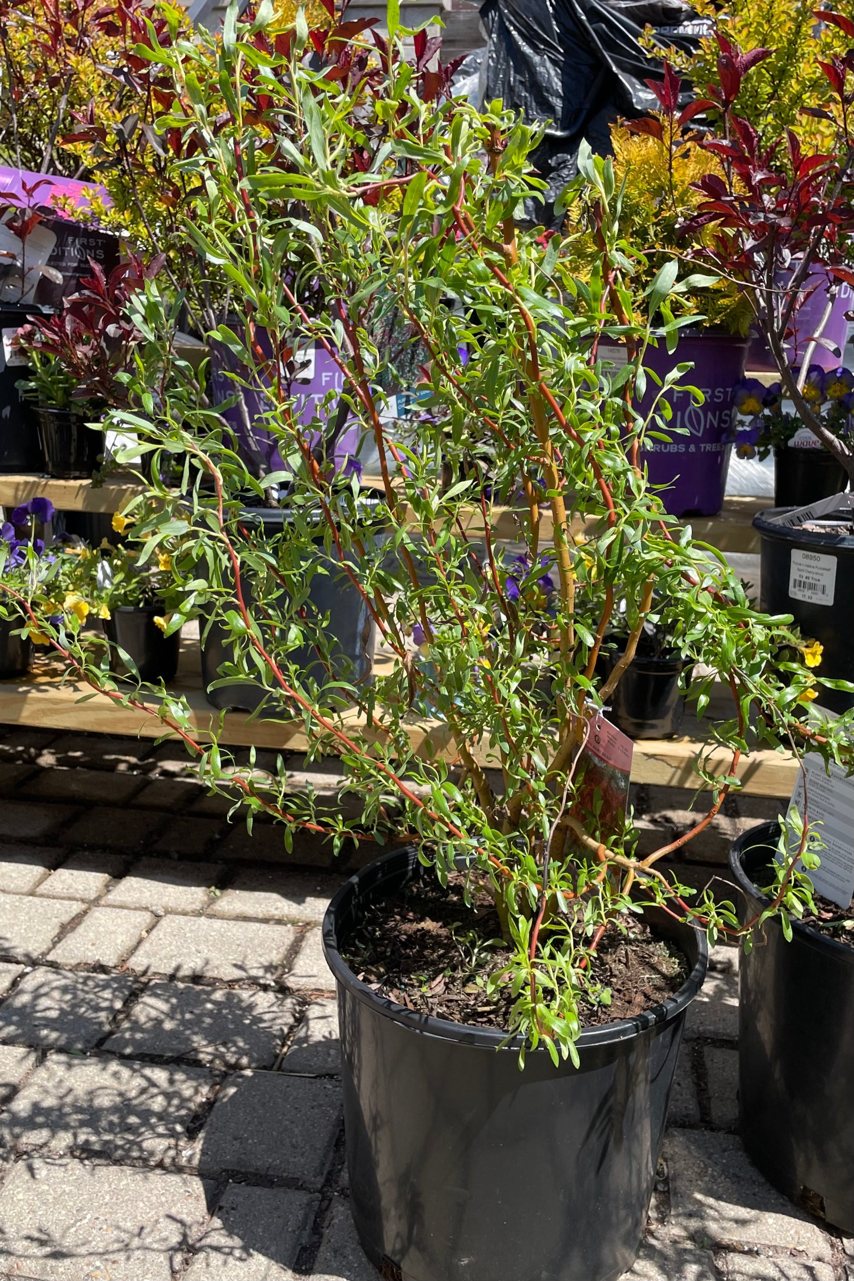 Salix 'Scarlet Curls' in a #3 pot size the beginning of May just starting to leaf out showing the green leaves and dark curling branches.  ©Sprout Home