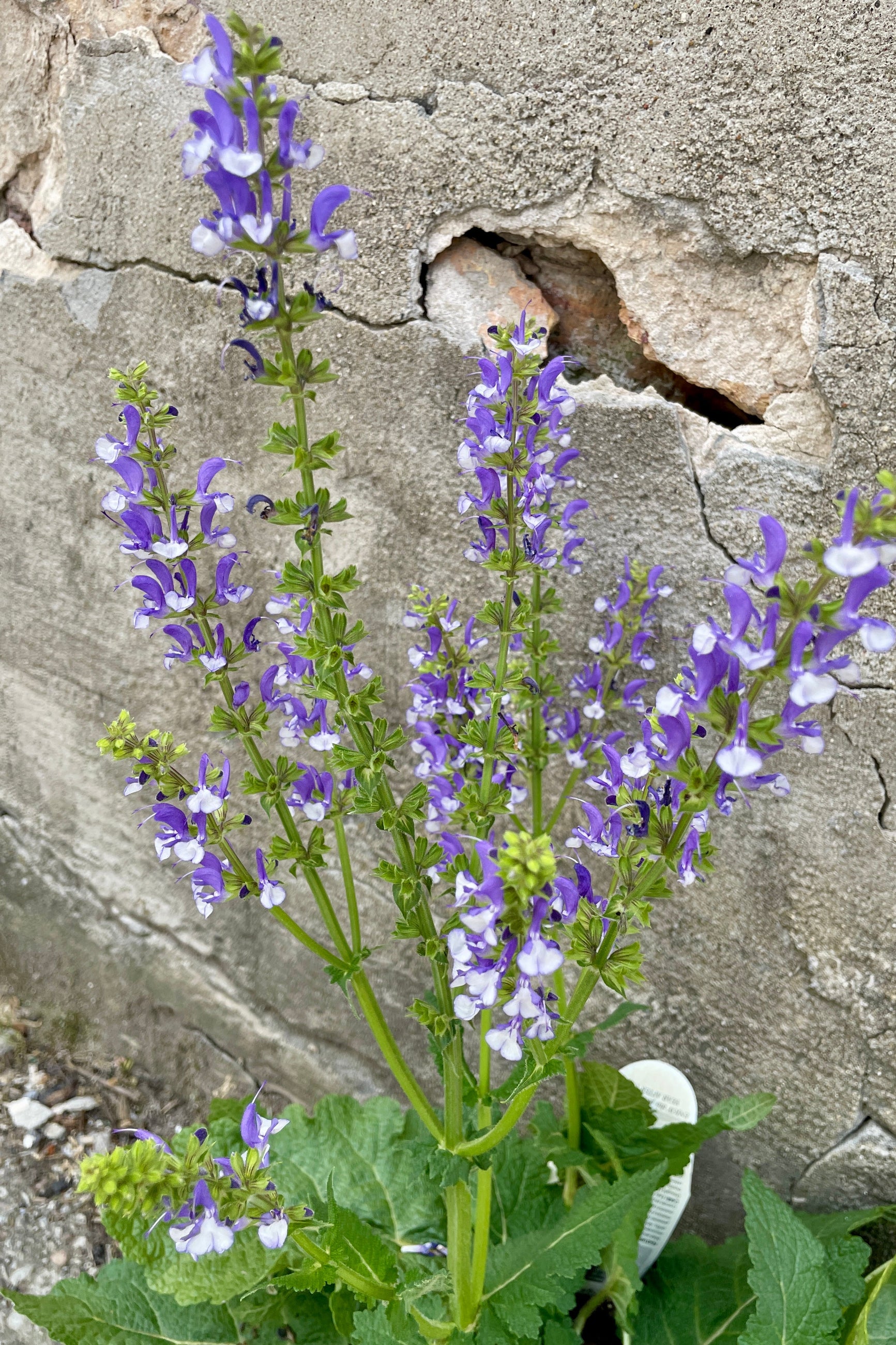 up close detail of the purple and white blooms of Saliva 'Azure Snow' the middle of June at Sprout-home.  ©Sprout Home