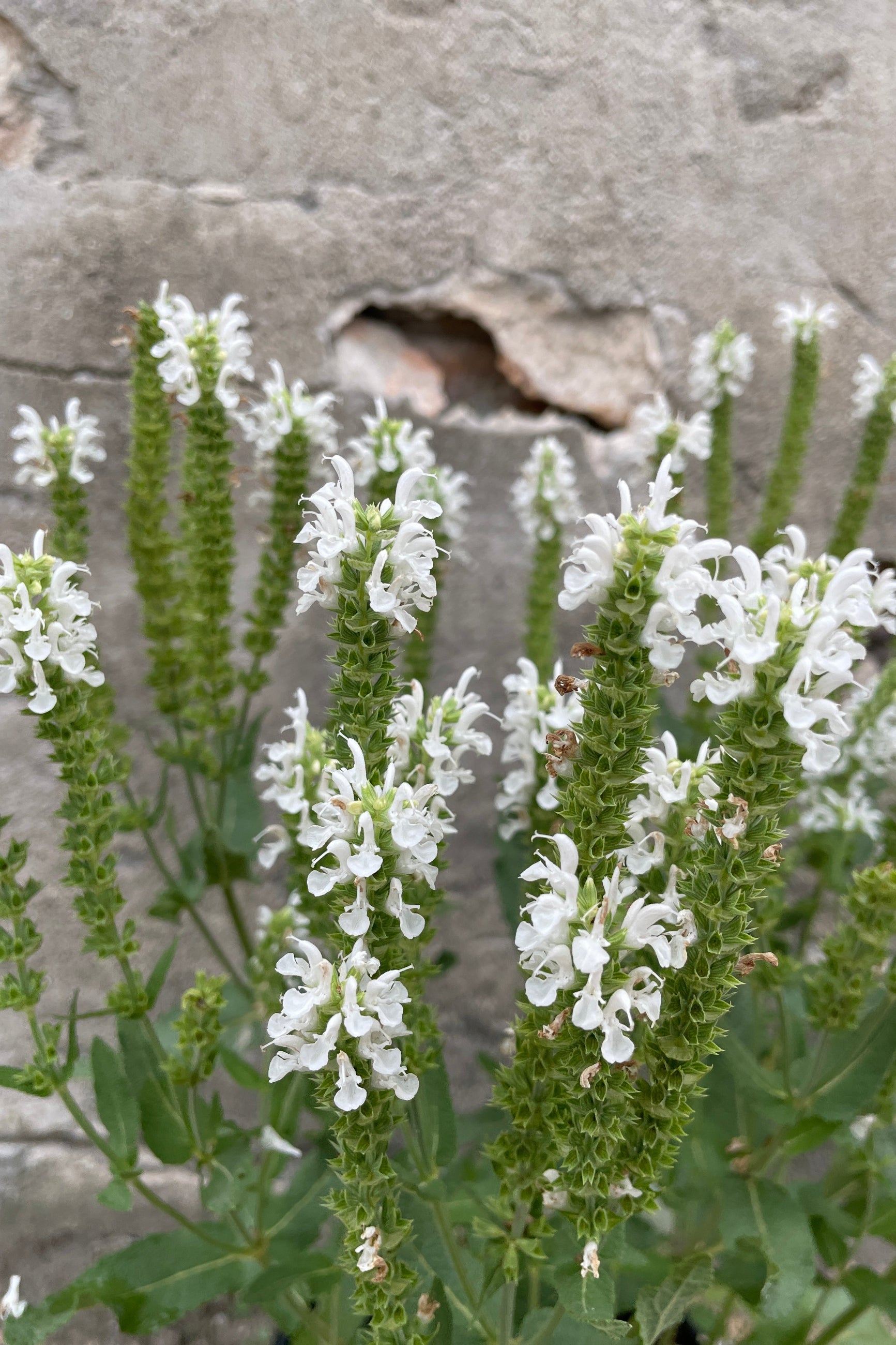 The white flowers of the Saliva 'Lyrical White' perennial the middle of June  ©Sprout Home