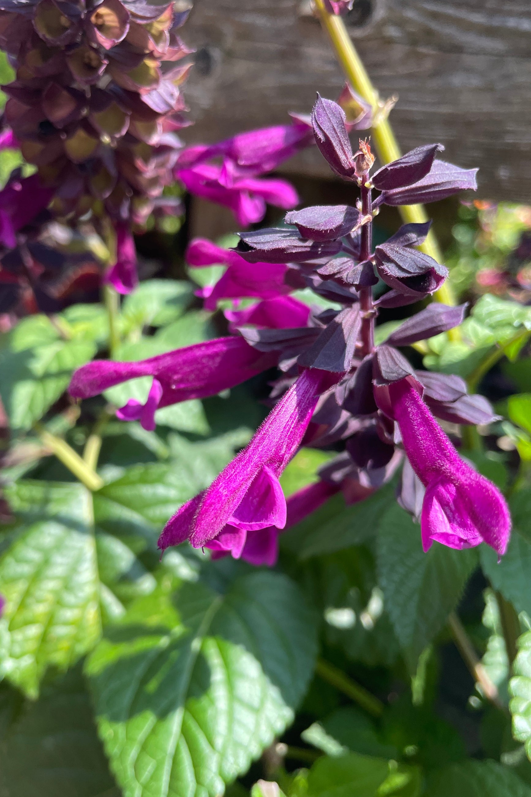 Salvia 'Plum Crazy' blooming mid June showing its purple flowers up close at Sprout-home. ©Sprout Home