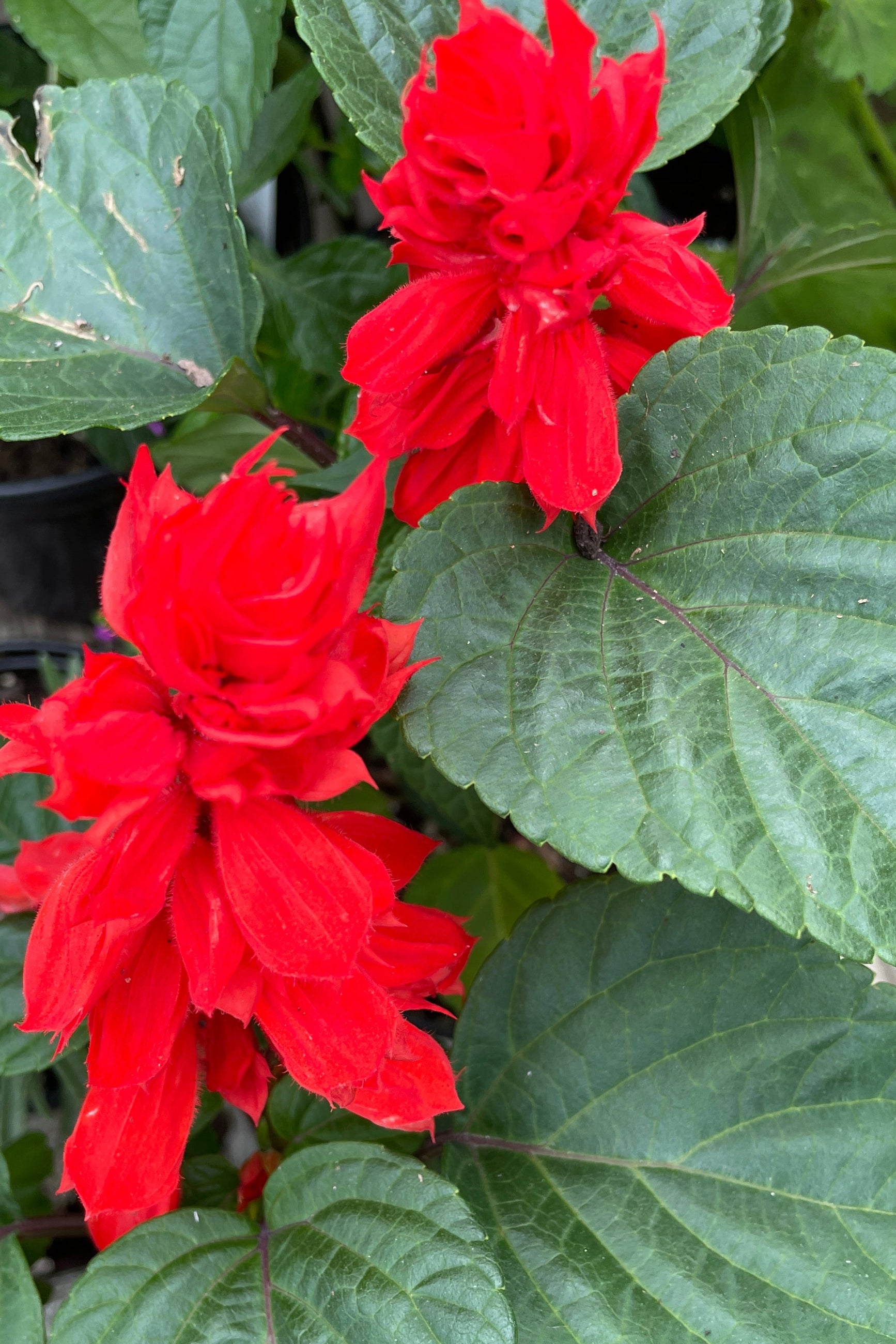 The Salvia 'Vista Red' annual in bloom mid May at Sprout-home ©Sprout Home