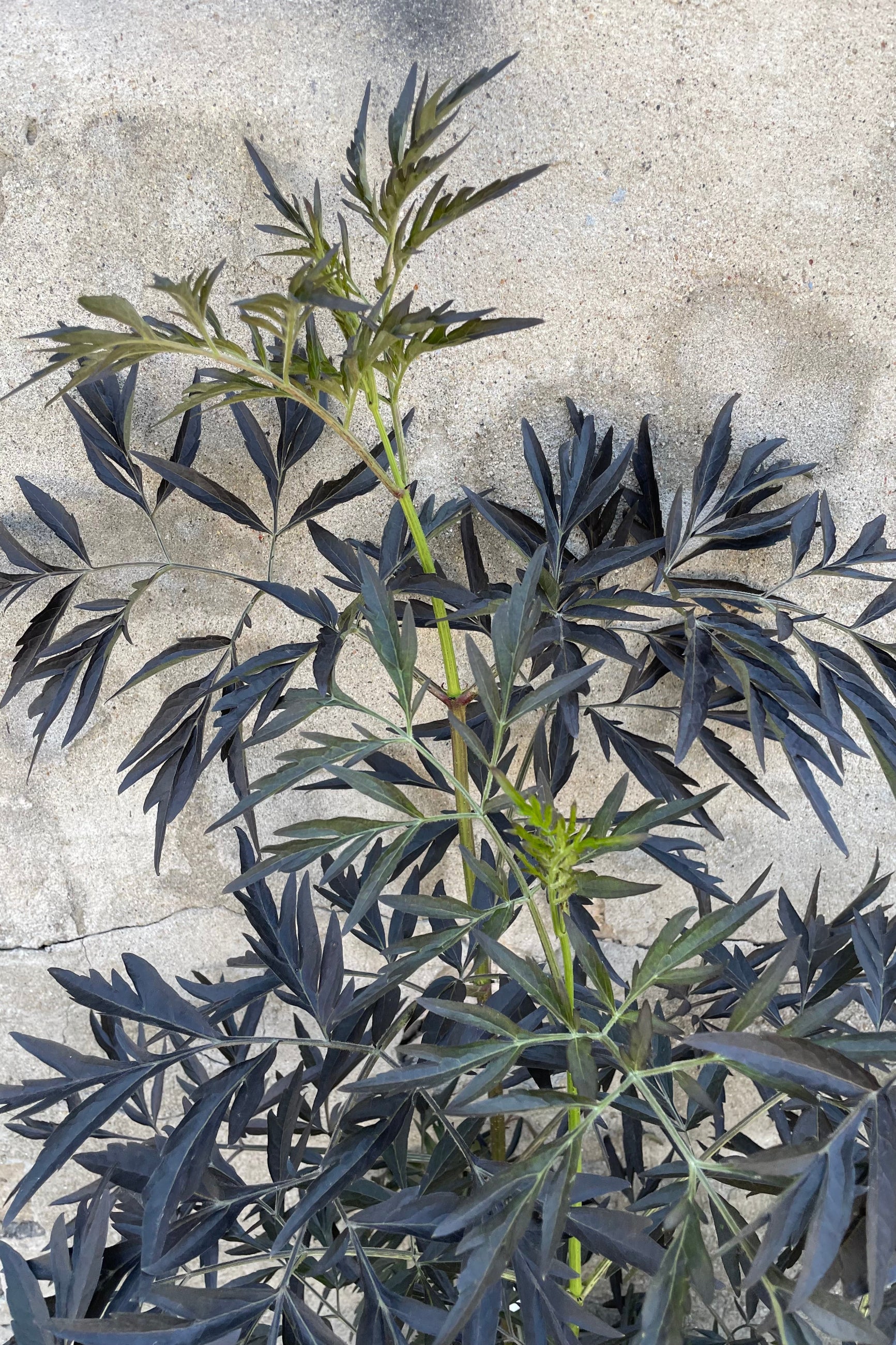 The serrated dark black leaves of the Sambucus 'Black Lace' the end of May ©Sprout Home