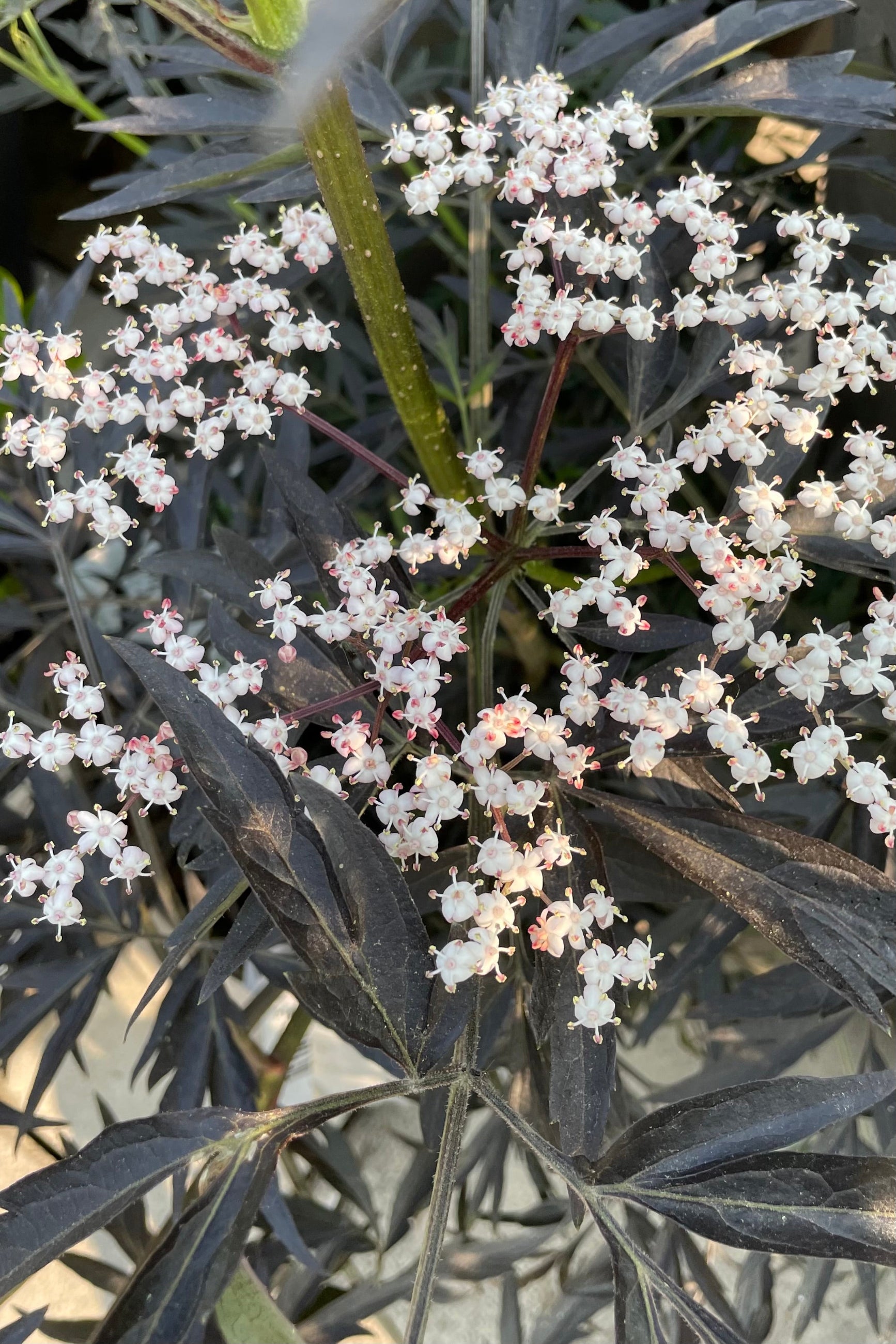 The cluster of white flowers on the Sambucus 'Black Lace'  in June.   ©Sprout Home
