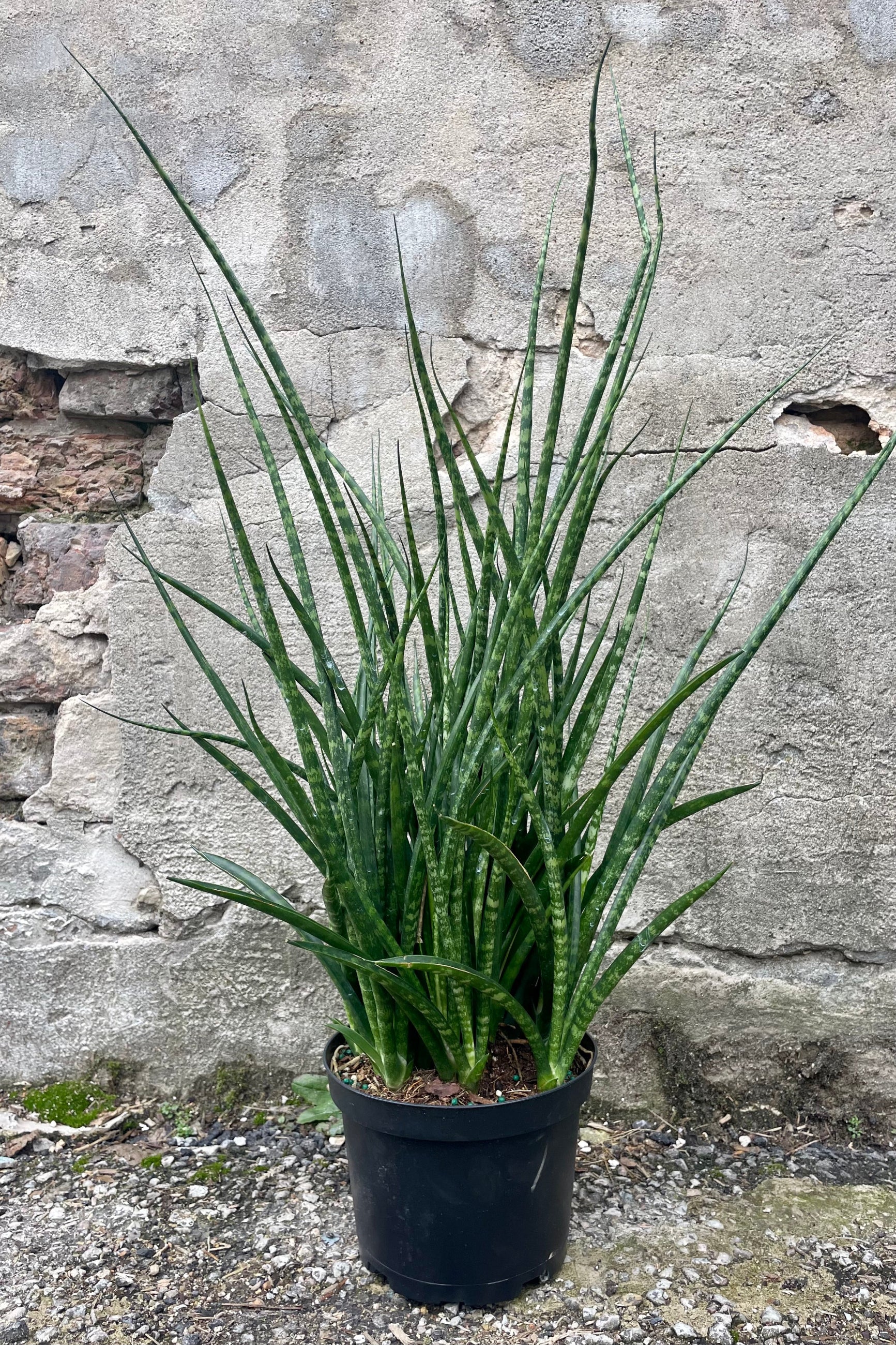 Photo of a Sansevieria snake plant 'Fernwood Mikado' long narrow green leaves in a black pot against a cement wall.