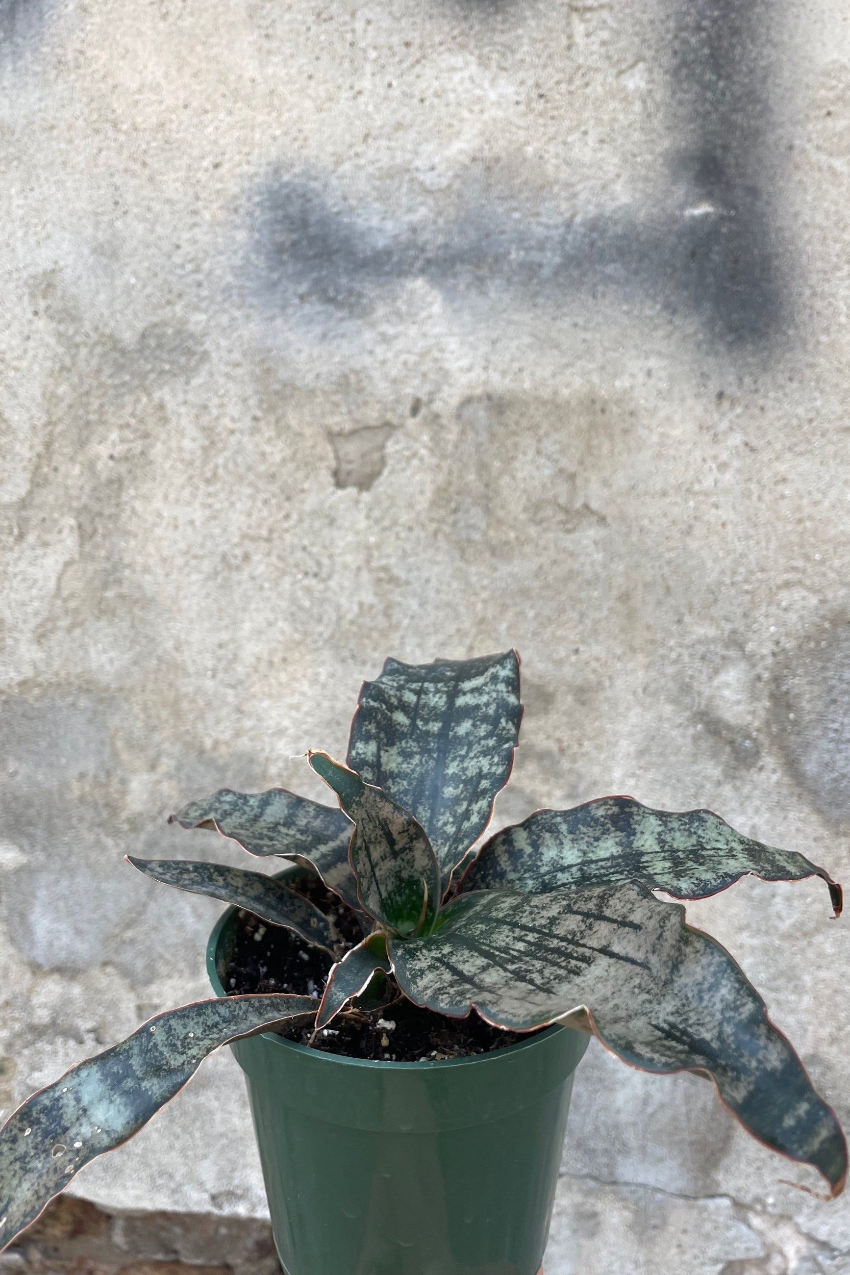 Sansevieria kirkii 'Coppertone' in a 4" growers pot sitting on a concrete floor at Sprout-home. 
