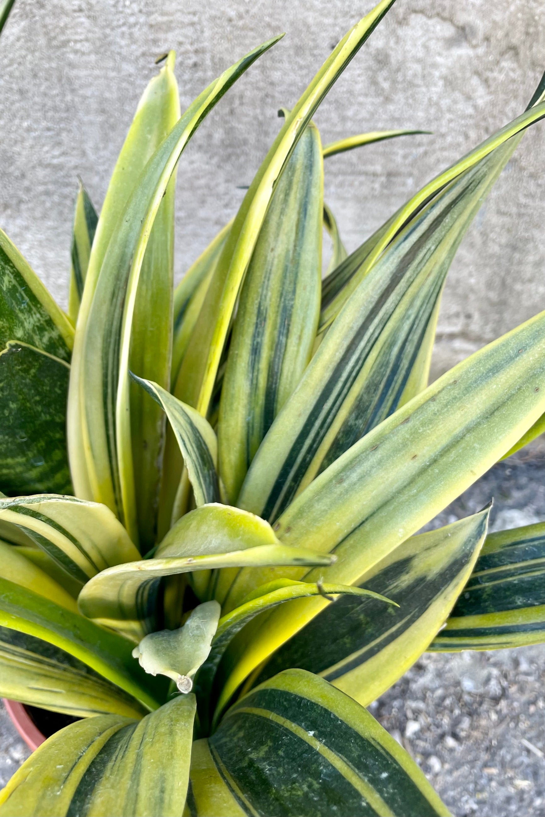 The Sansevieria 'La Rubia' sports a beautiful, floral-like center with yellow and green leaves.