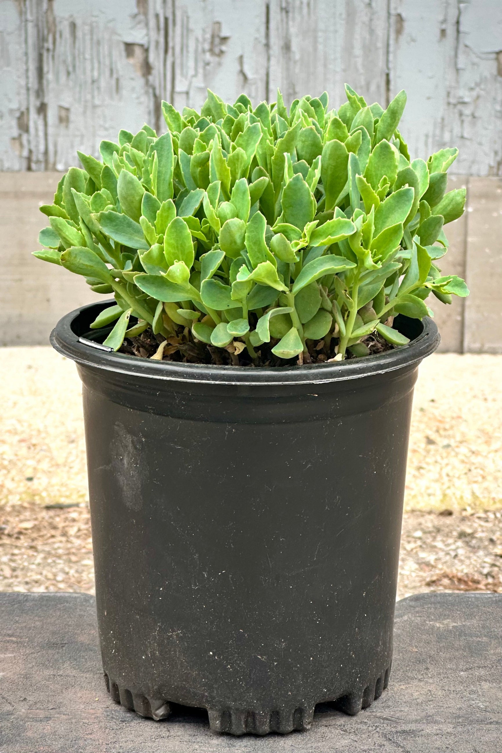 Sedum 'Munstead Dark Red' perennial the end of April with its fresh blue green spring growth. ©Sprout Home 