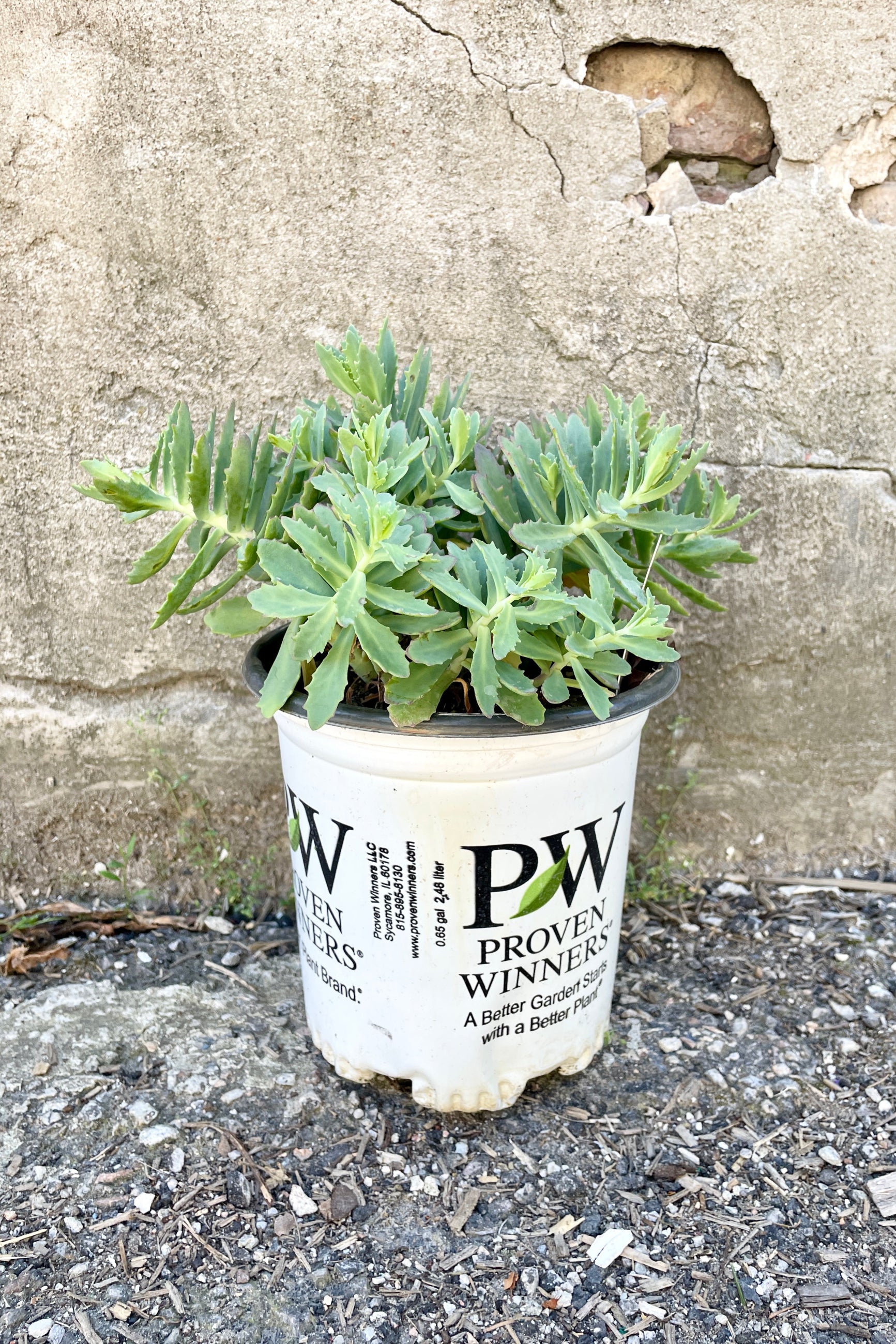 Sedum 'Rock 'n Round Pure Joy' in a #1 growers pot the end of May with its thick leaves popping out of the pot.  ©Sprout Home