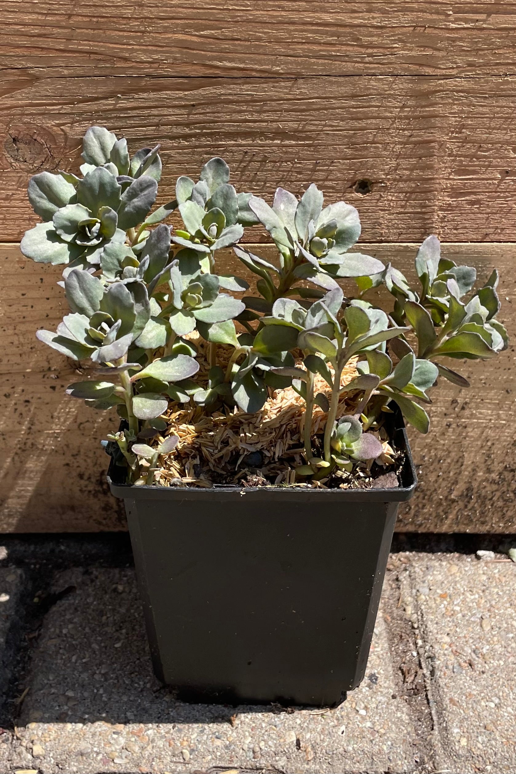 Sedum 'Dazzleberry' the end of April / beginning of May in a qt pot against a wood  wall.  ©Sprout Home