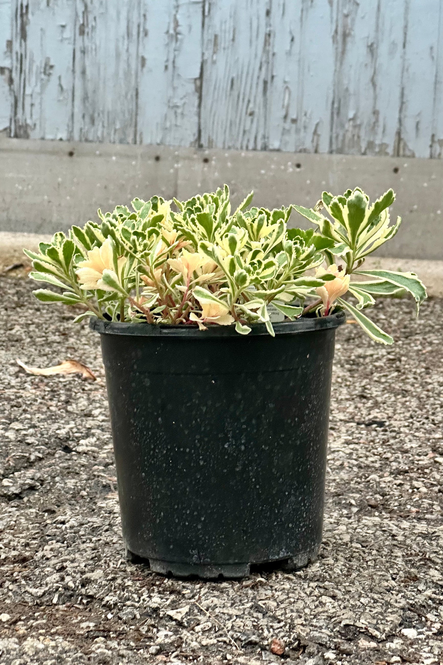 Sedum 'Atlantis' the beginning of May with its fresh spring grown starting to trail over the #1 size growers pot at Sprout-home.  ©Sprout Home