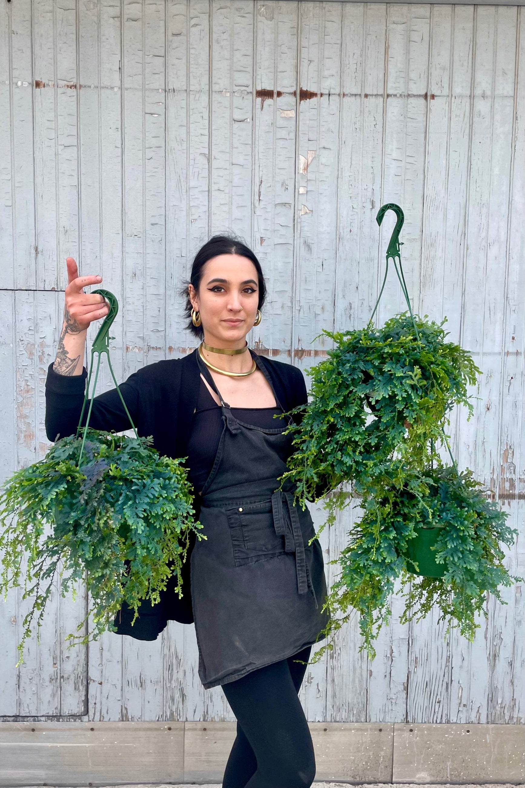 Photo of a person dressed in black holding several Selaginella unicata plants. The plants are in nursery pots iwht green hooks for hanging. They are photographed from the front while standing against a gray wooden wall.