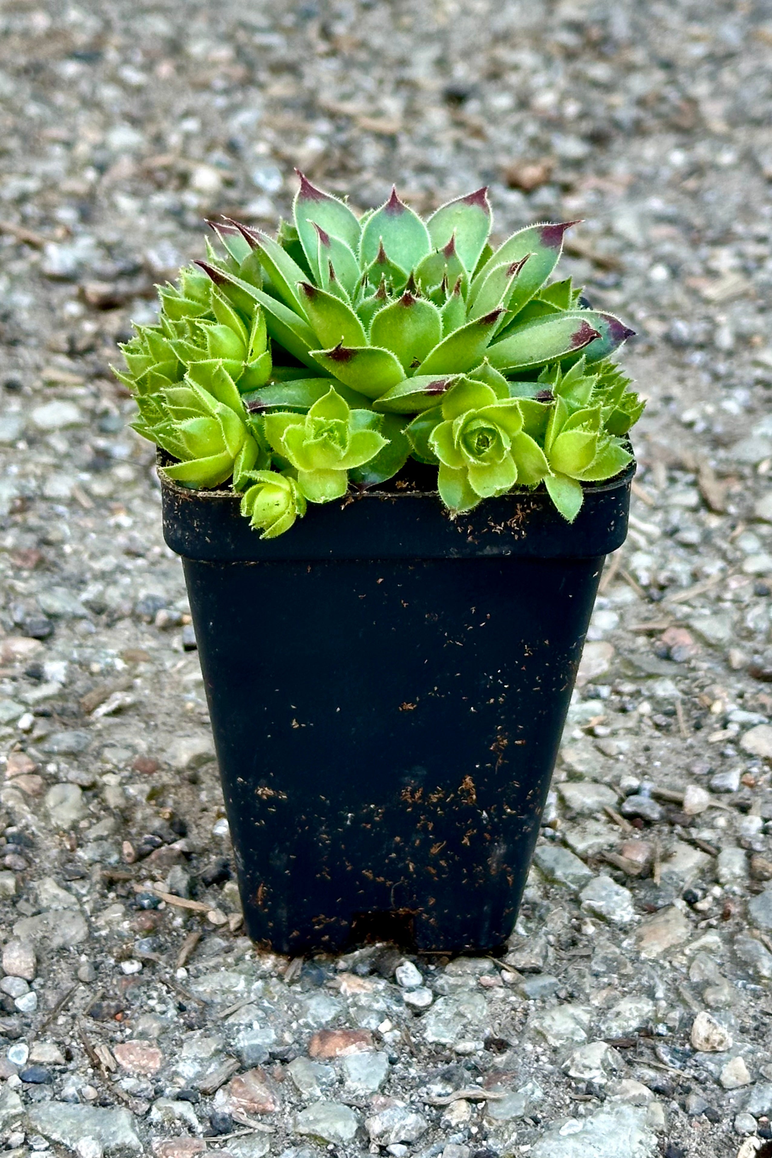 Sempervivum 'Mrs. Giuseppi' in a 2" growers pot the end of April sitting on concrete at Sprout-home.