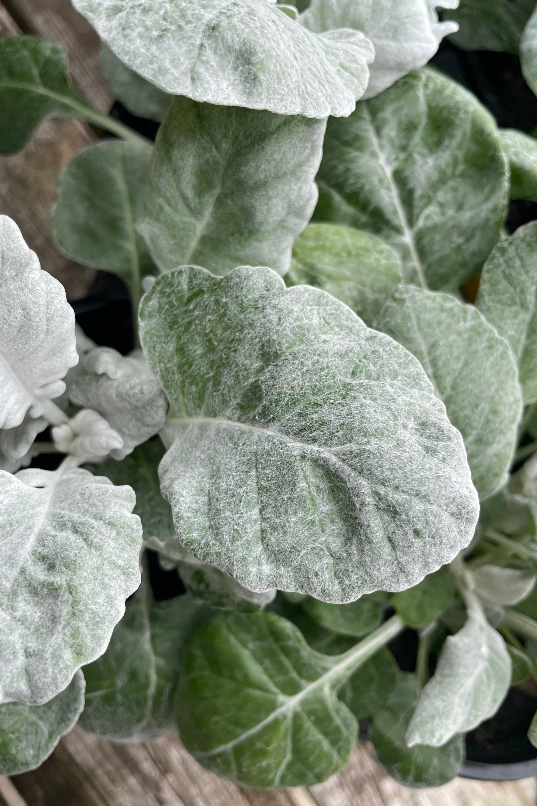'Cirrus' Dusty Miller leaves up close showing the white soft skin the beginning of April .  ©Sprout Home