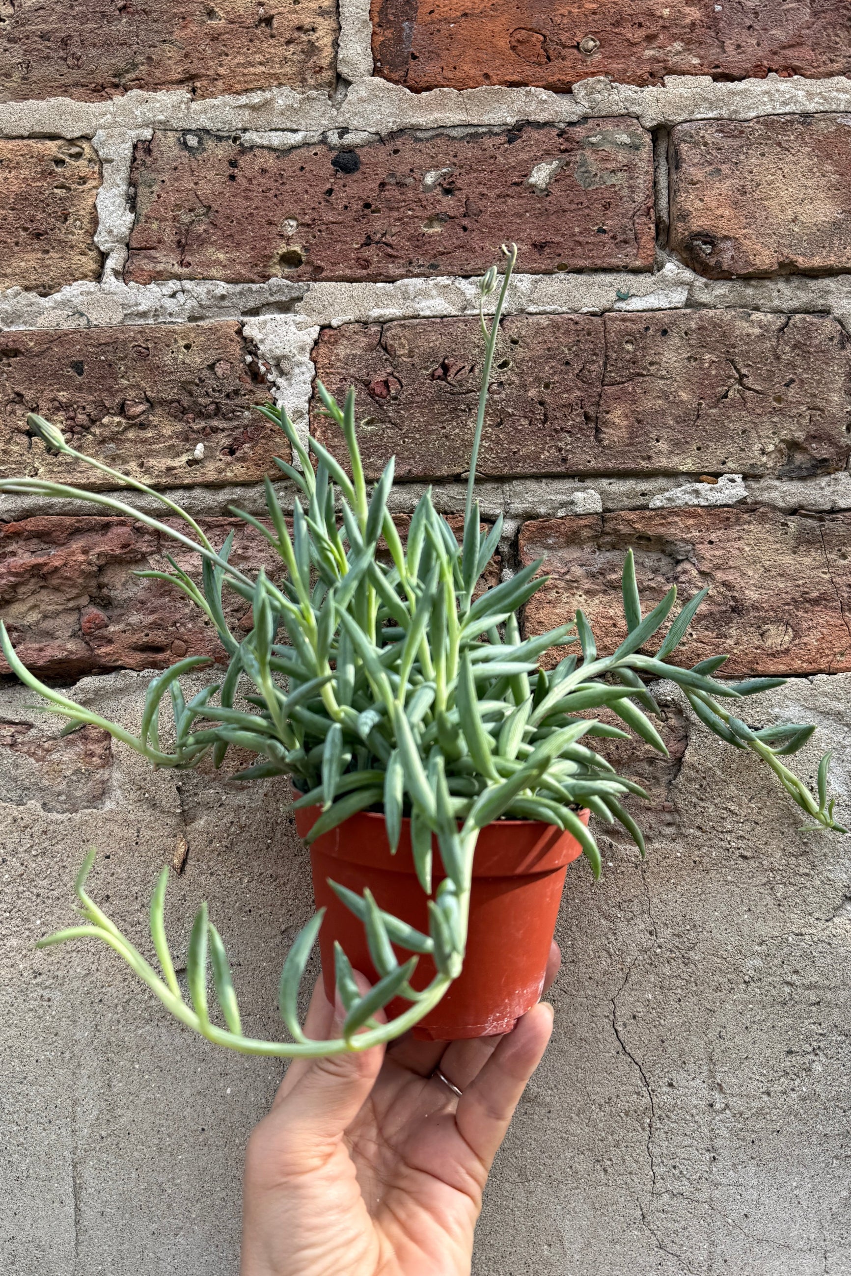 Senecio radicans "Fish Hooks" detail and with buds in a 4" growers pot being held in hand  ©Sprout Home