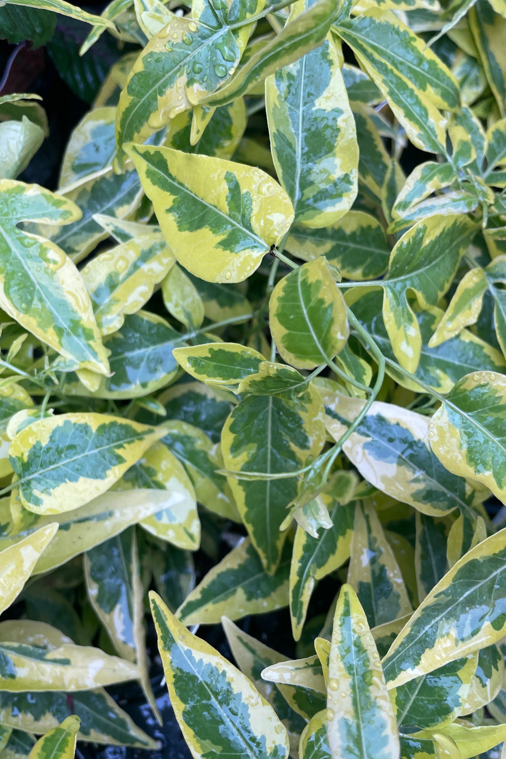 a close of the variegated leaves of Brazilian Jasmine plant mid May at Sprout-home with water droplets.  ©Sprout Home
