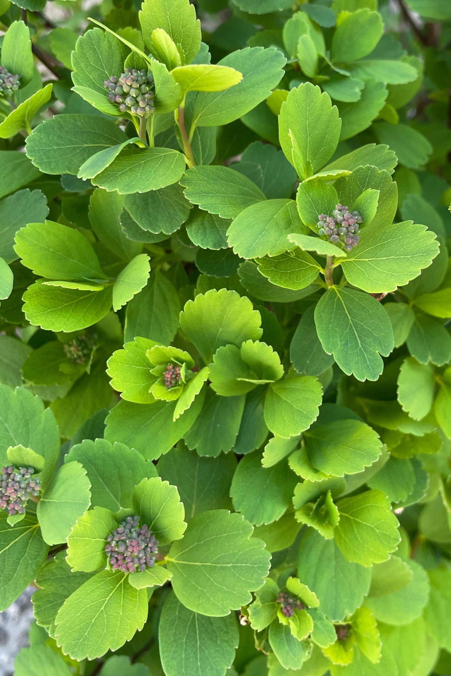 Spiraea 'Tor' up close showing its serrated ovate green leaves and flower buds the end of April at Sprout-home.  ©Sprout Home