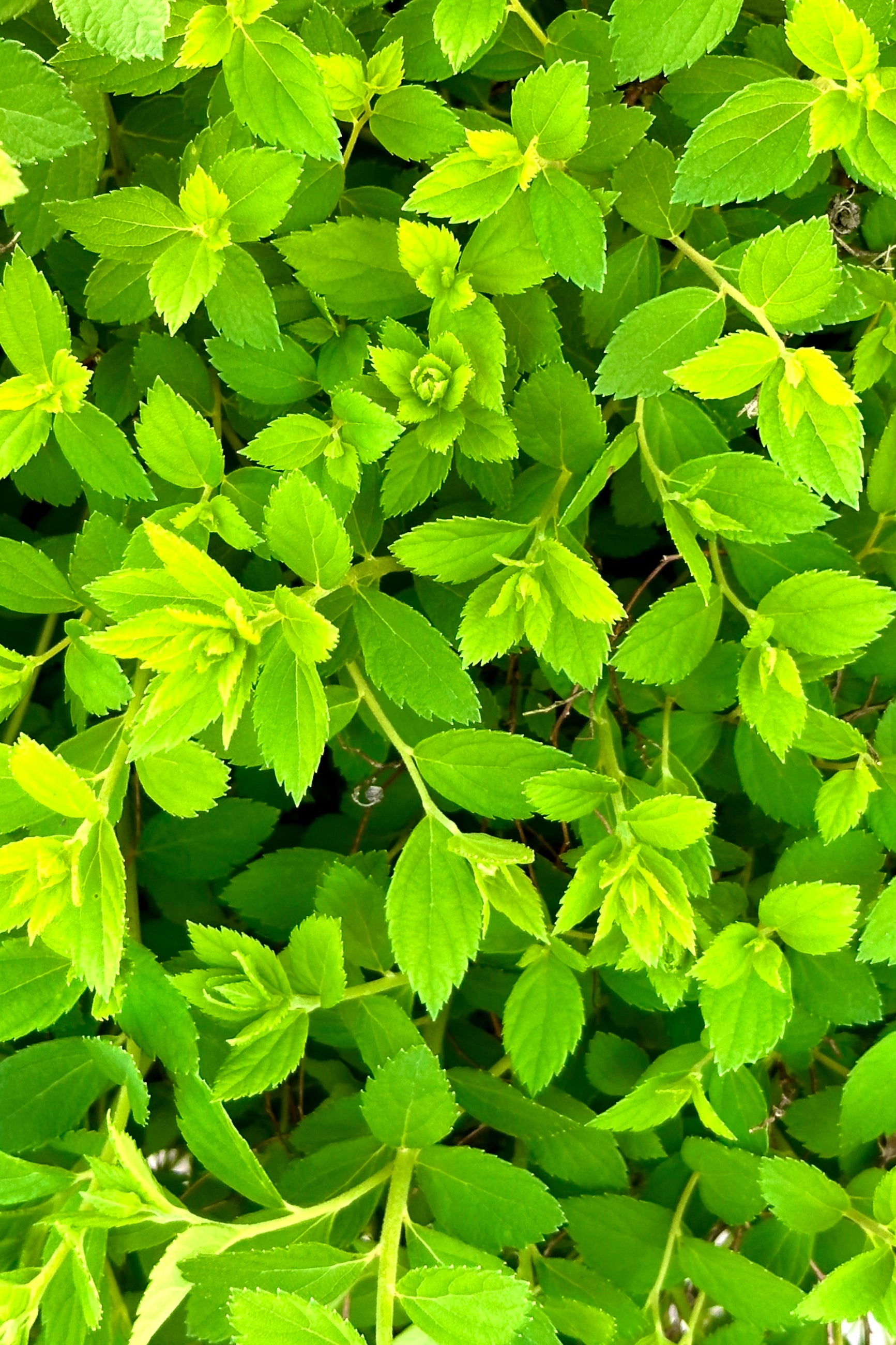 Detail image of the new soft green leaves of the Spiraea 'Little Princess' the end of April.  ©Sprout Home