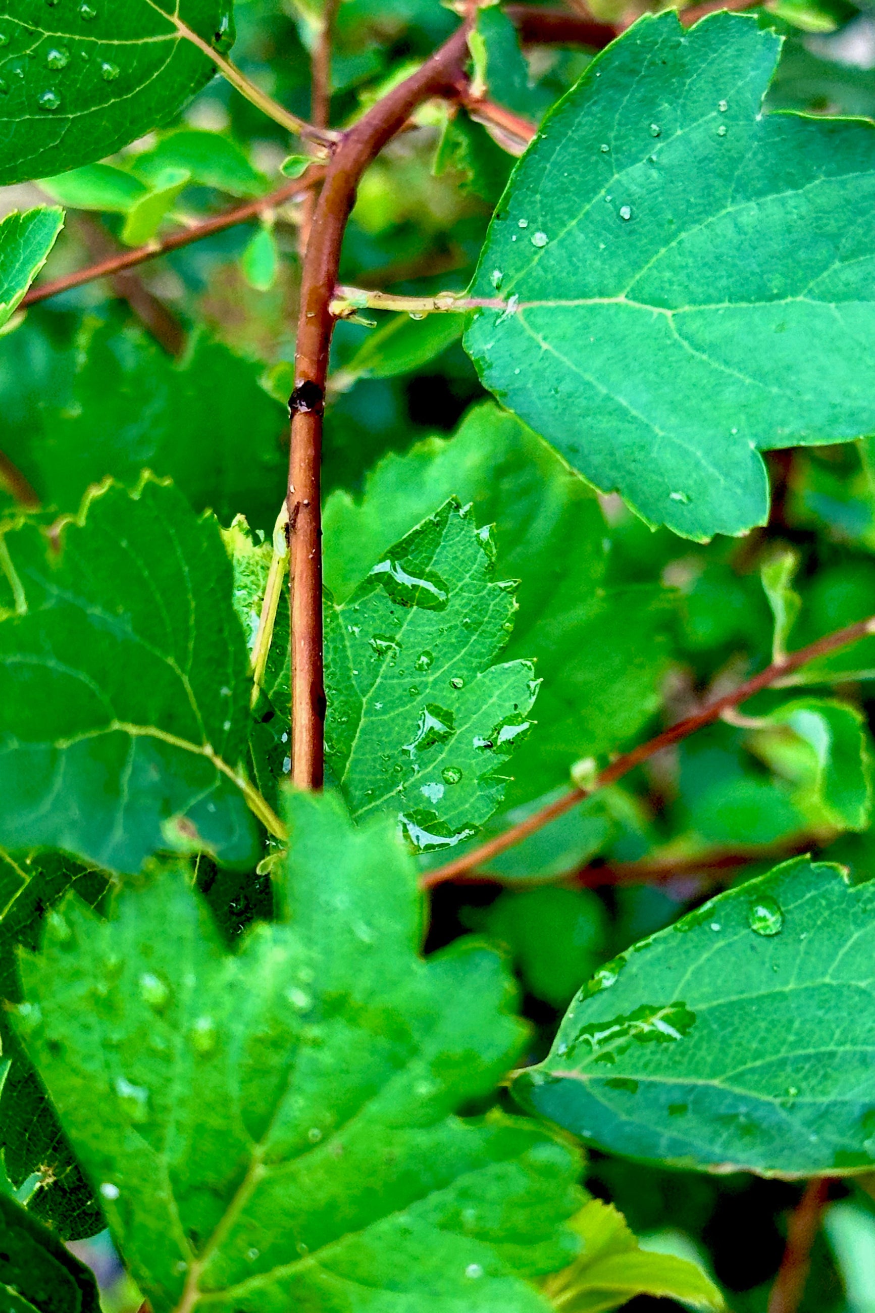 Spiraea 'Renaissance' mid June showing the green leaves up close after bloom. ©Sprout Home 