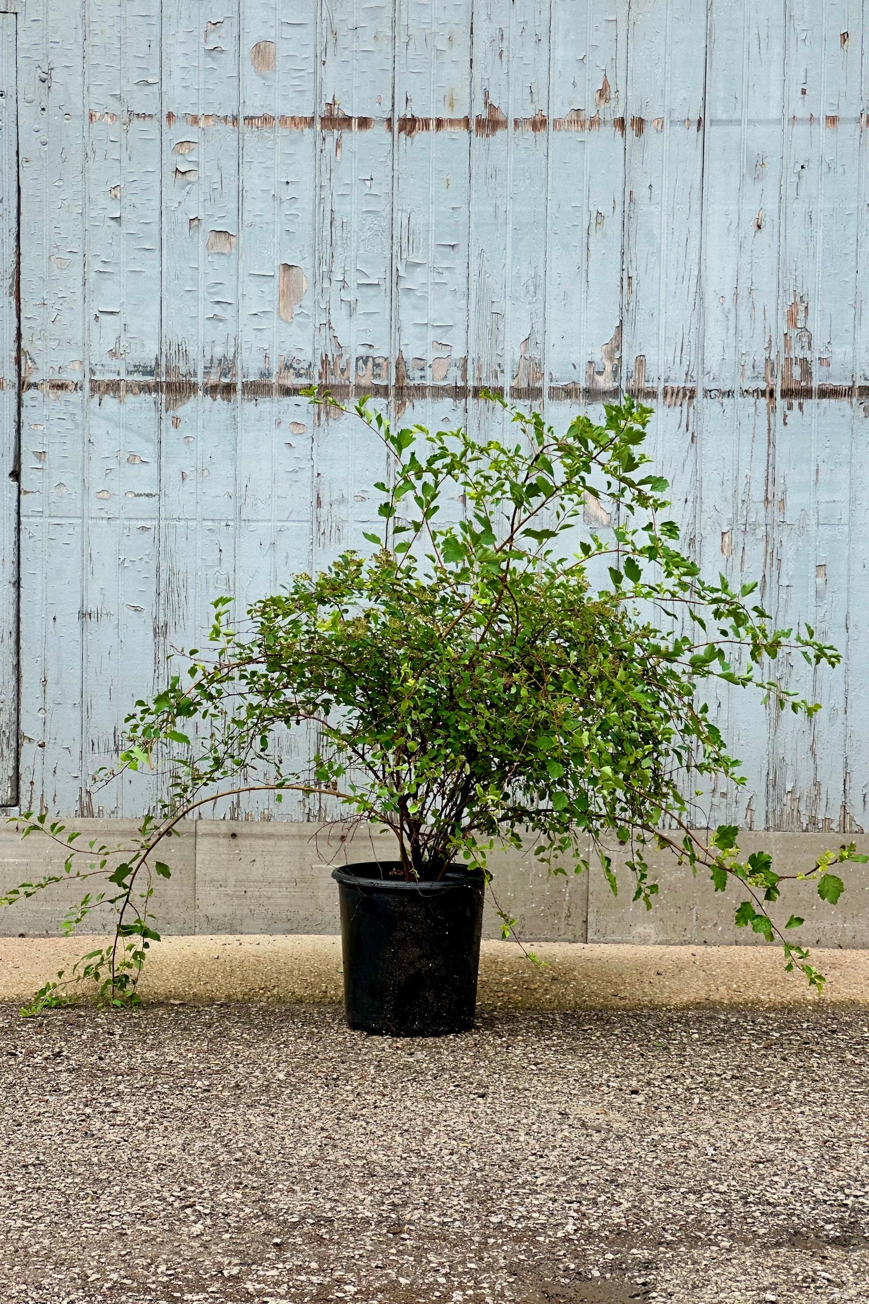 Spiraea 'Renaissance' in a #2 growers pot mid to late June after blooming showing the arching branches.  ©Sprout Home 