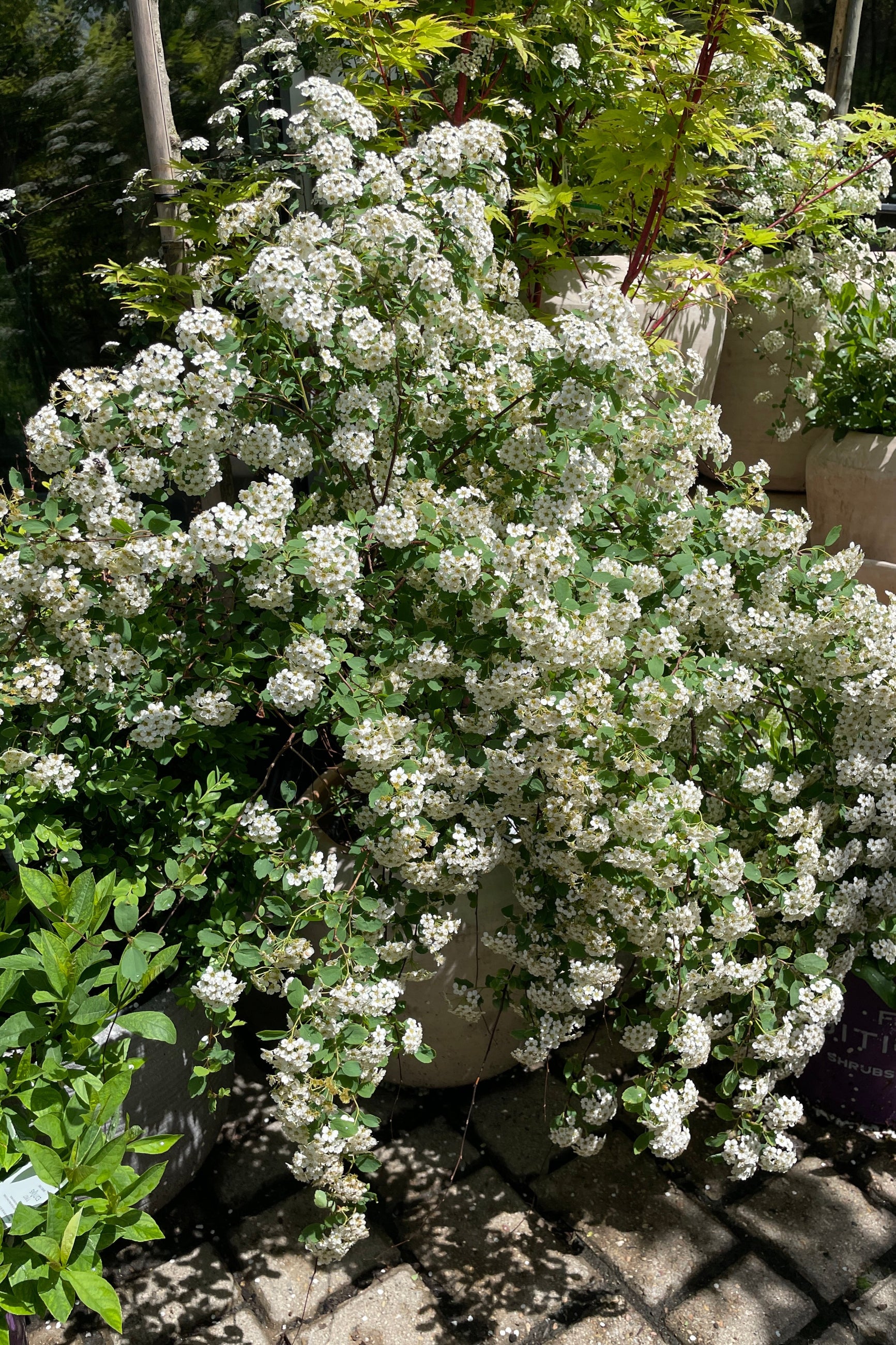 Spiraea  'Renaissance' in full bloom the beginning of May at Sprout-home in the yard. ©Sprout Home 