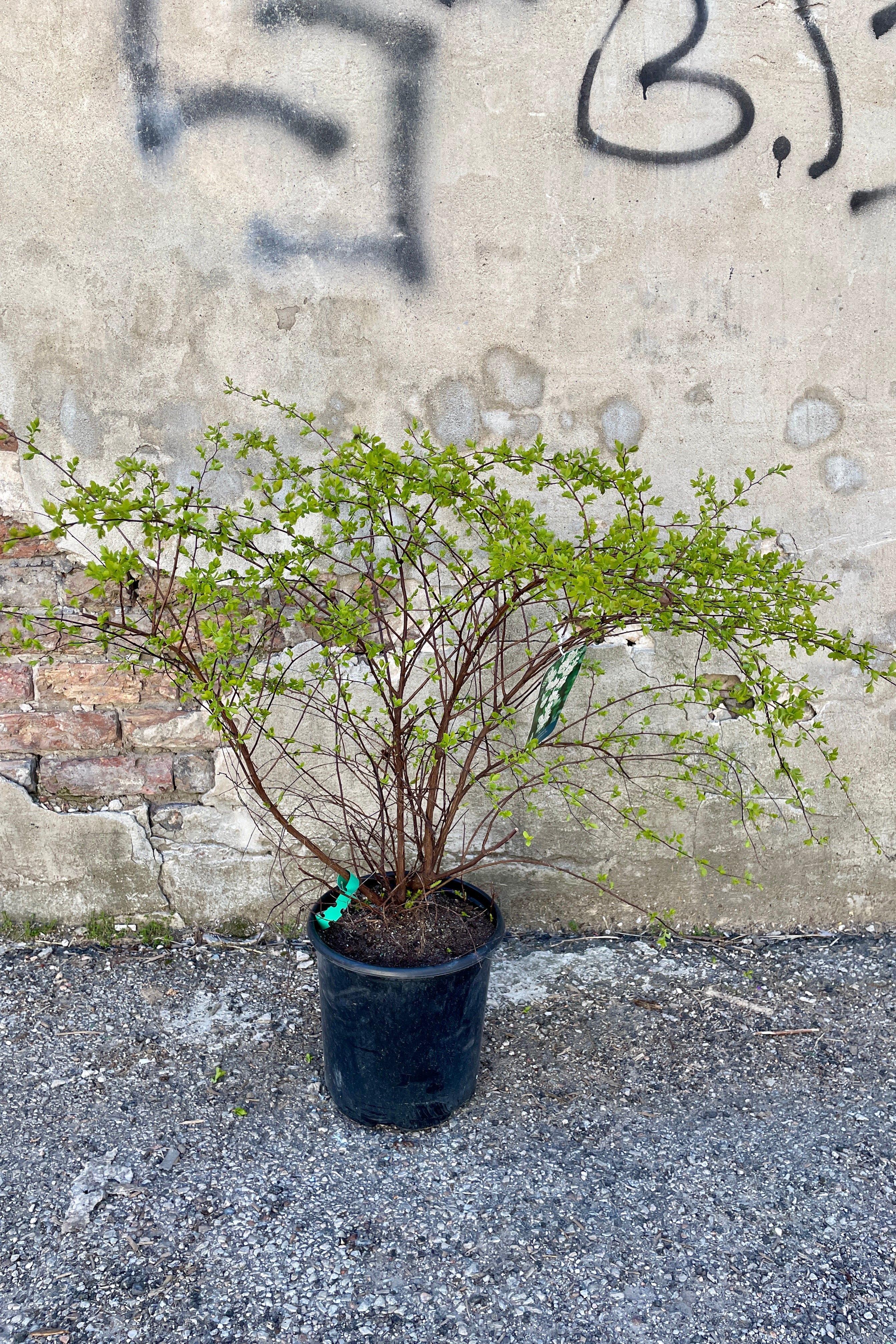 Spiraea 'Renaissance' in a #2 growers pot in the very early spring in March just starting to push leaves.  ©Sprout Home 